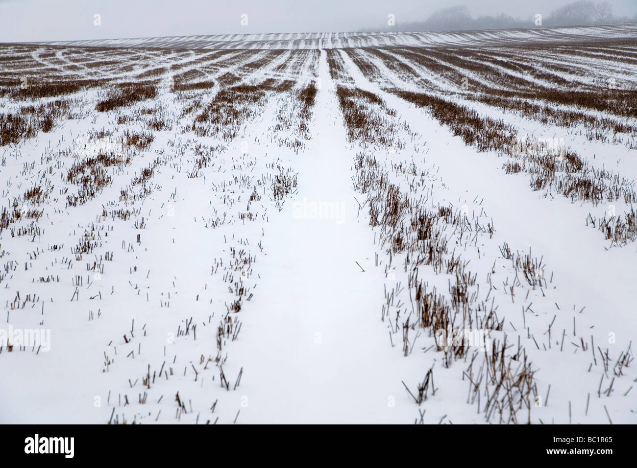 Campo cubierto de nieve en Kent, Inglaterra. Foto de stock