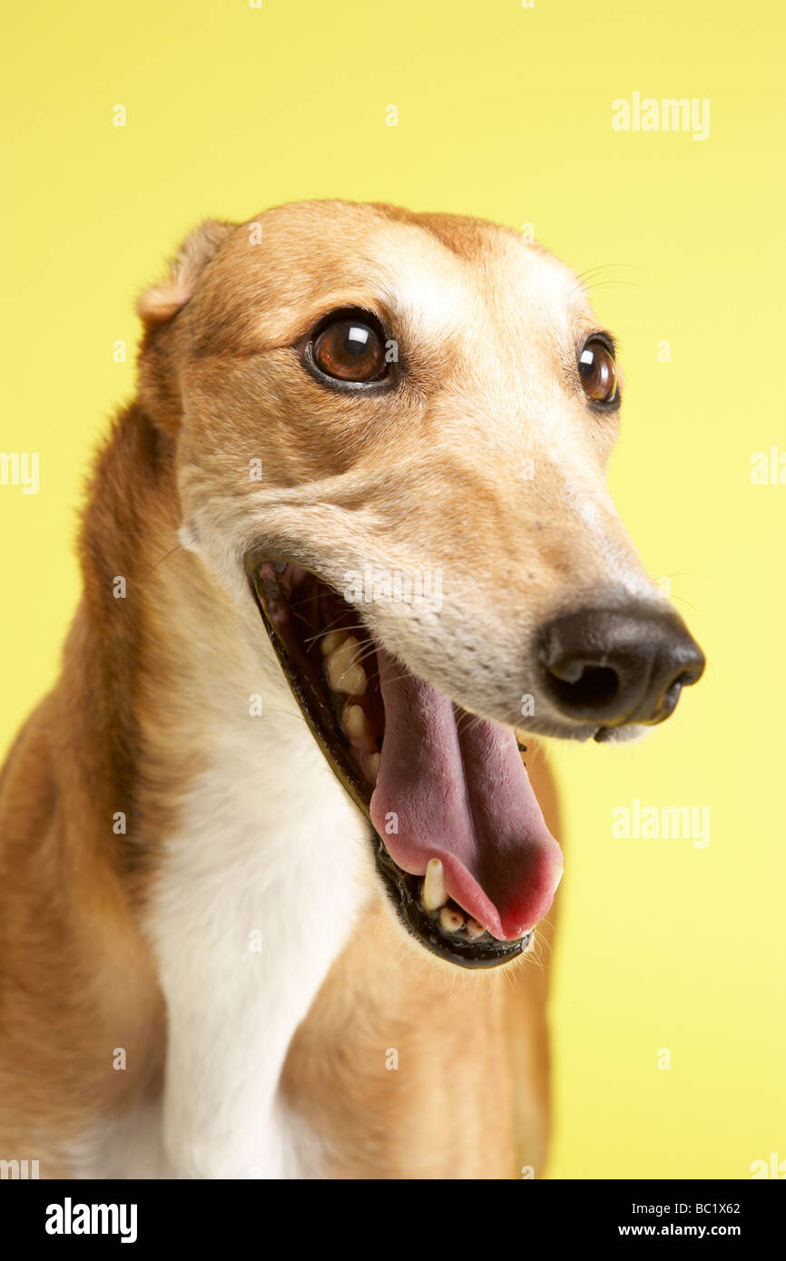 Retrato de mascota Greyhound Foto de stock
