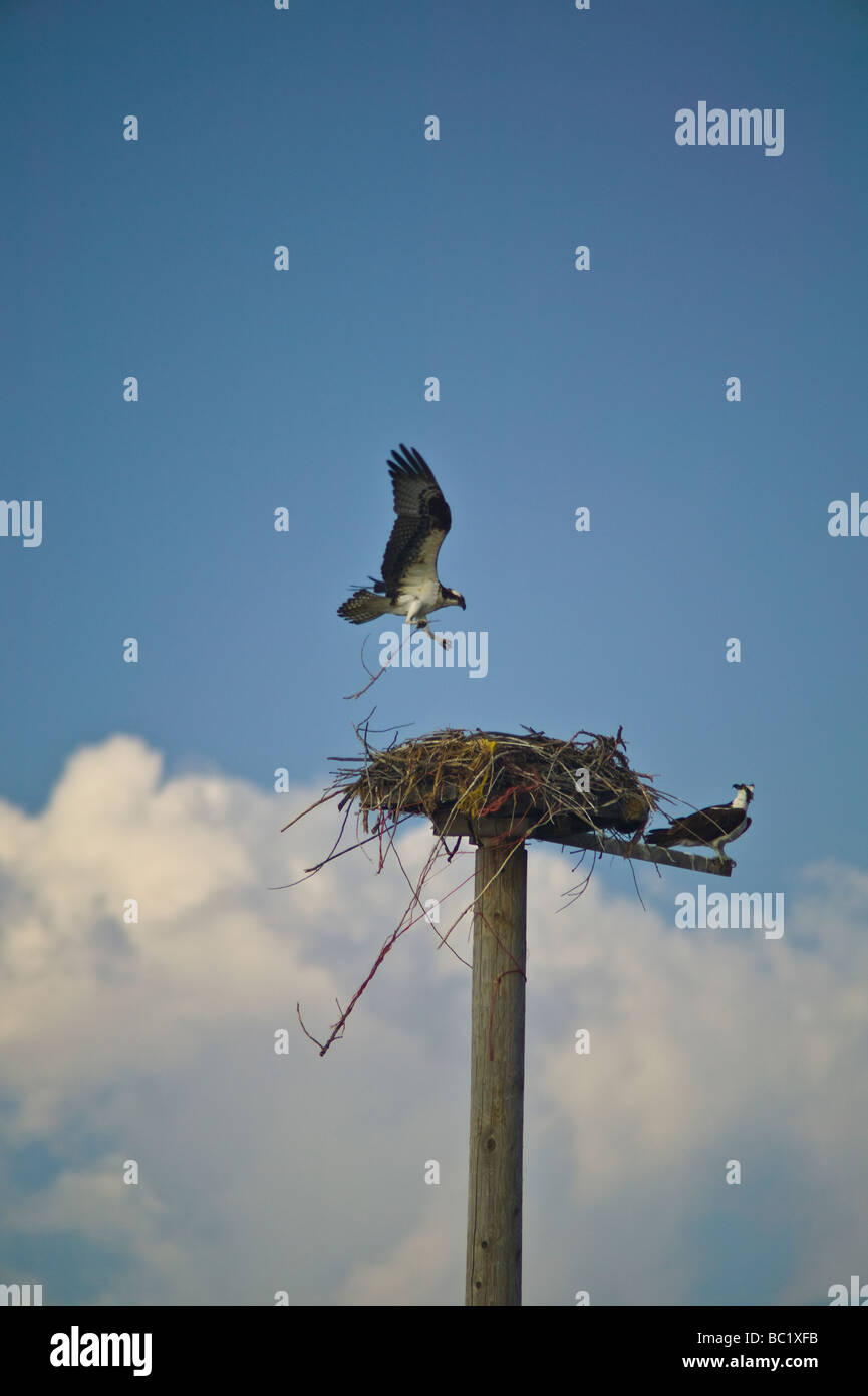 Plataforma de anidación de rapaces fotografías e imágenes de alta  resolución - Alamy