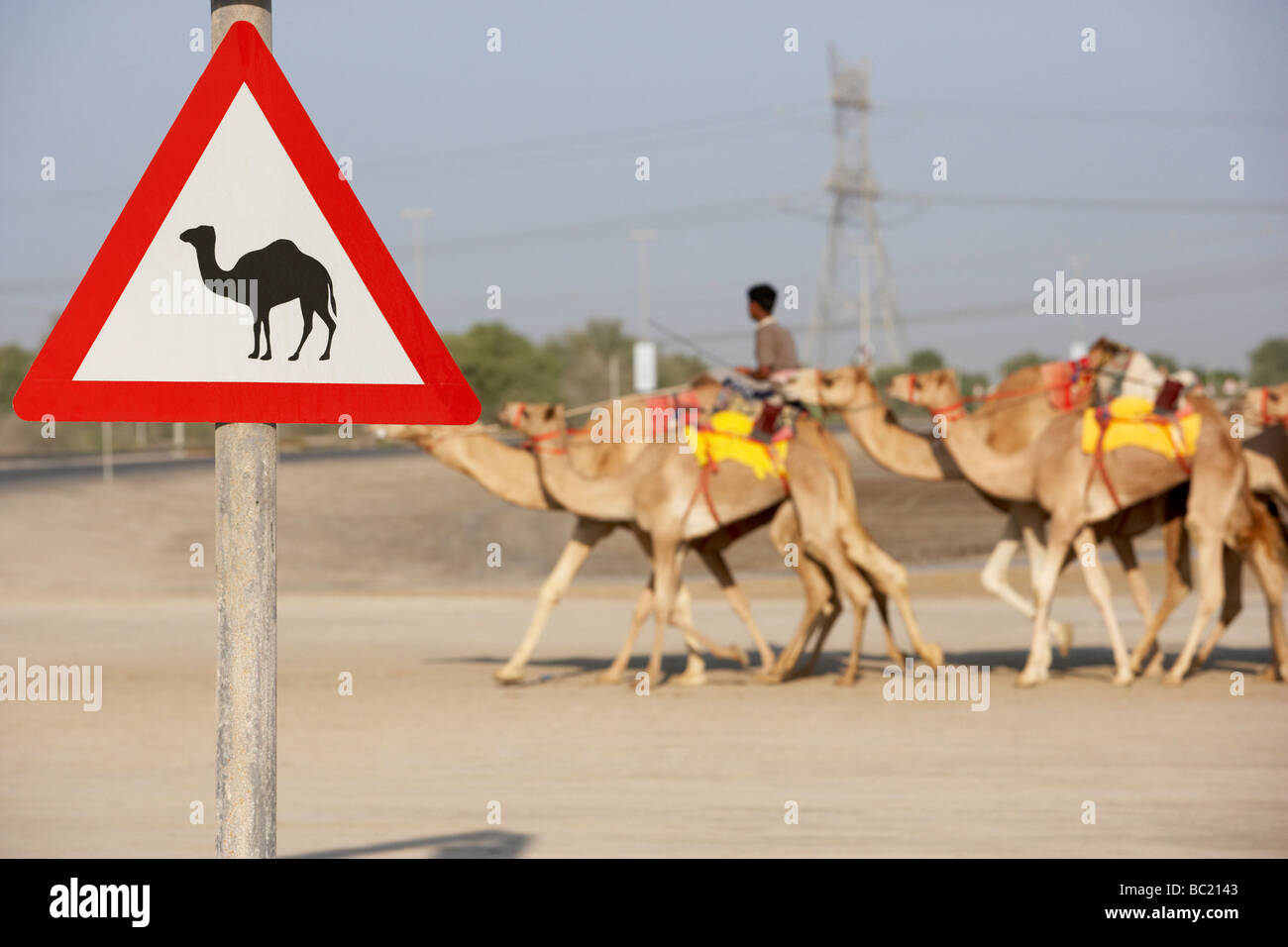 Cuídese de signo de camellos en Dubai Foto de stock
