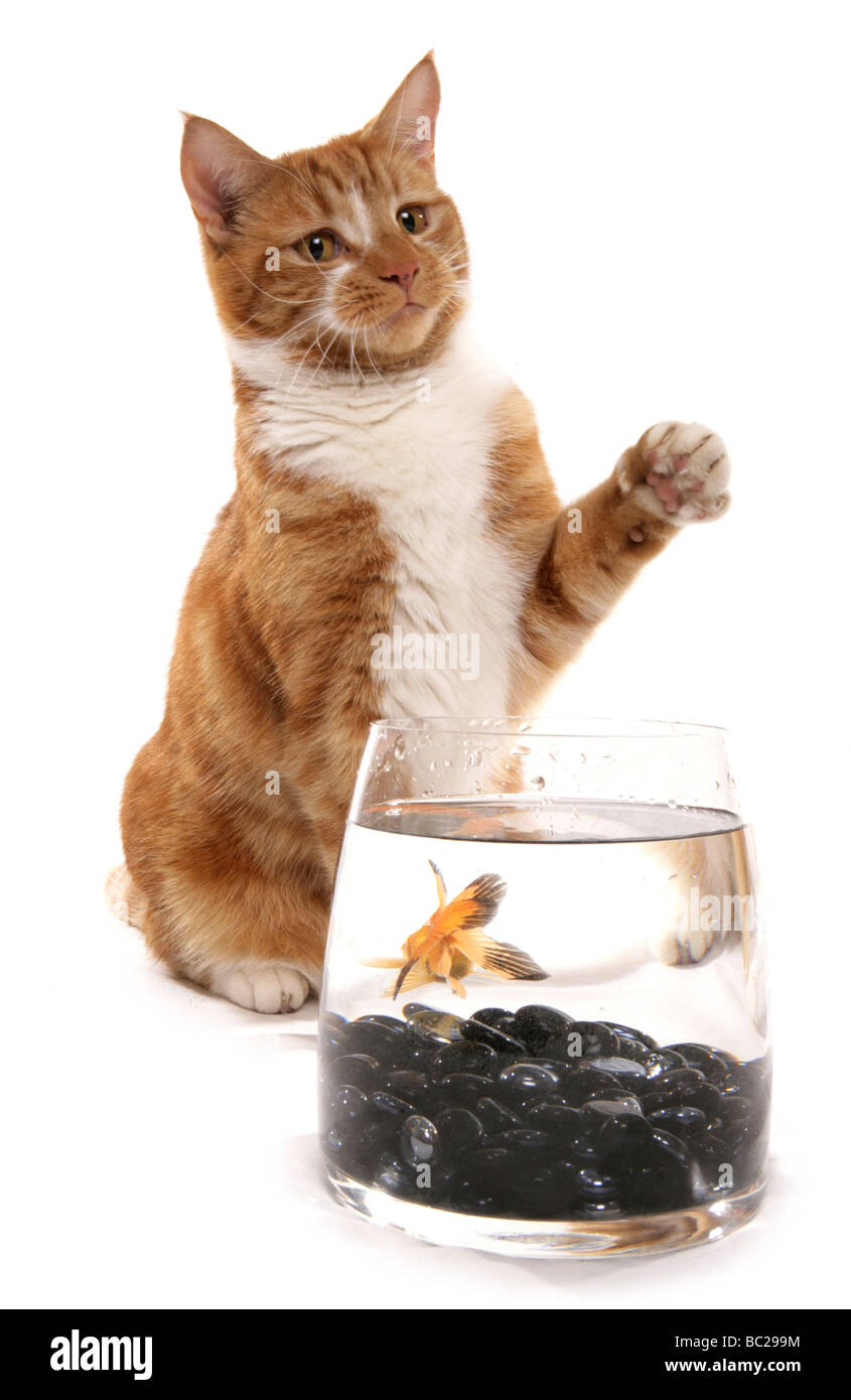 Ginger cat con Goldfish Bowl en un estudio de retratos Foto de stock