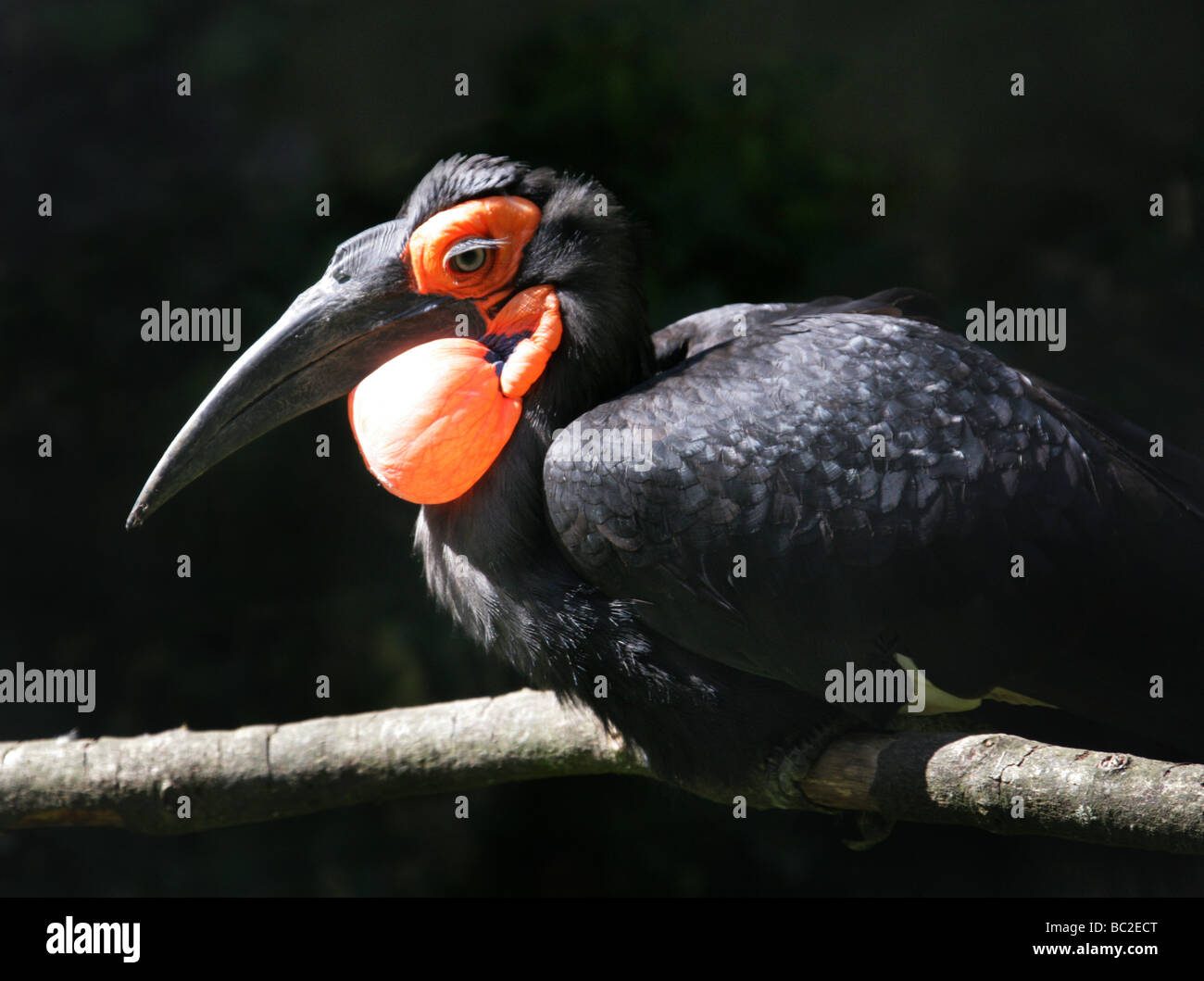 Sur de tierra, Bucero Bucorvus leadbeateri, Bucorvinae, Bucerotidae Foto de stock