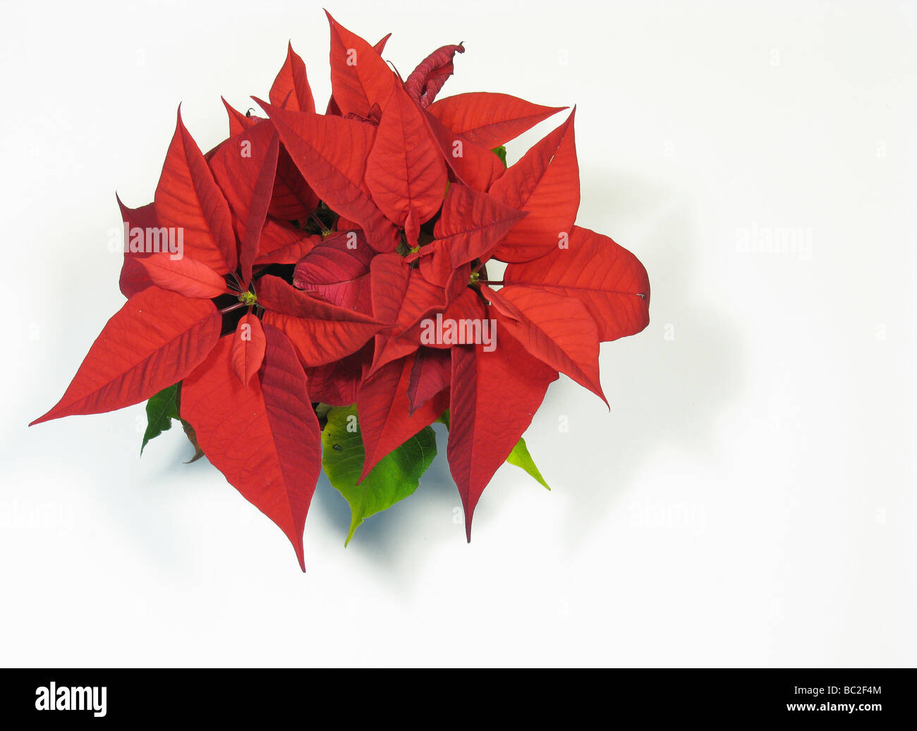 Poinsettia visto desde arriba sobre fondo blanco. Foto de stock