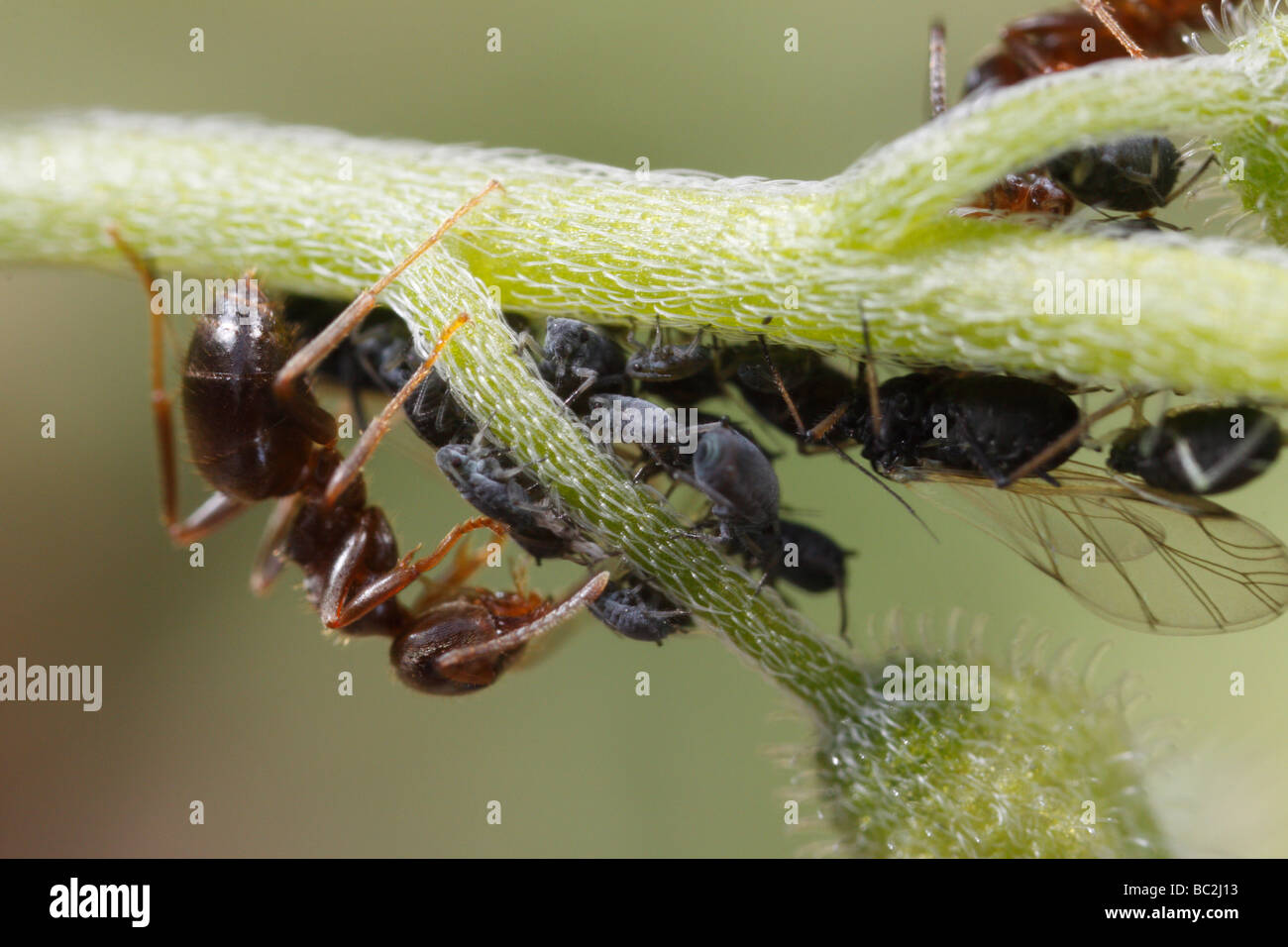 Lasius niger, la hormiga negra de jardín, y los áfidos. La hormiga es ordeñar los áfidos. La flor es una Forget-me-not (Myosotis). Foto de stock