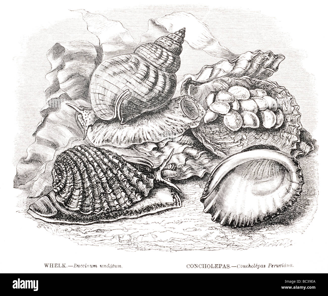 Concholepas concholepas fotografías e imágenes de alta resolución Alamy