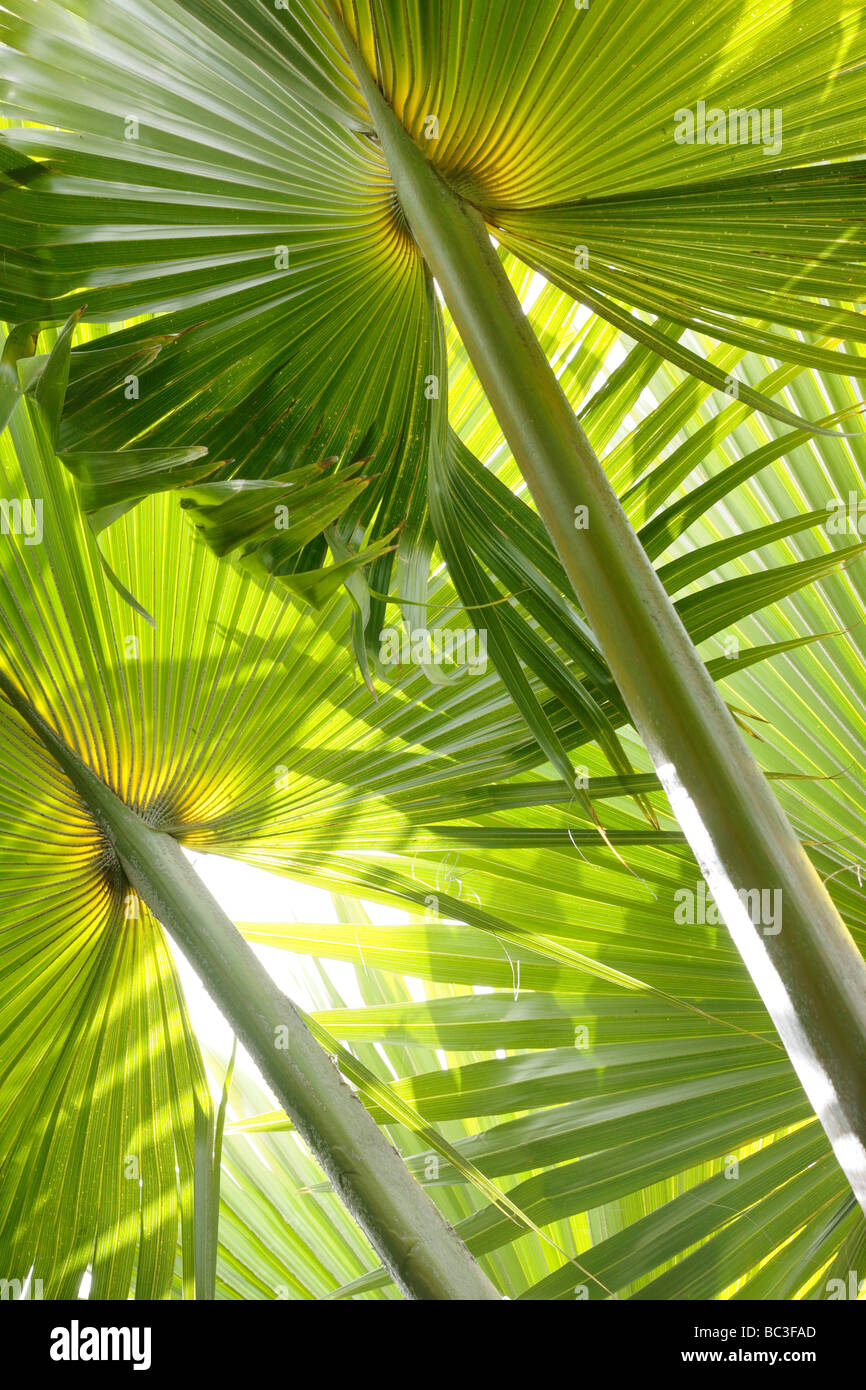Hojas de palmera monroi Prichardia retroiluminada por el sol Foto de stock