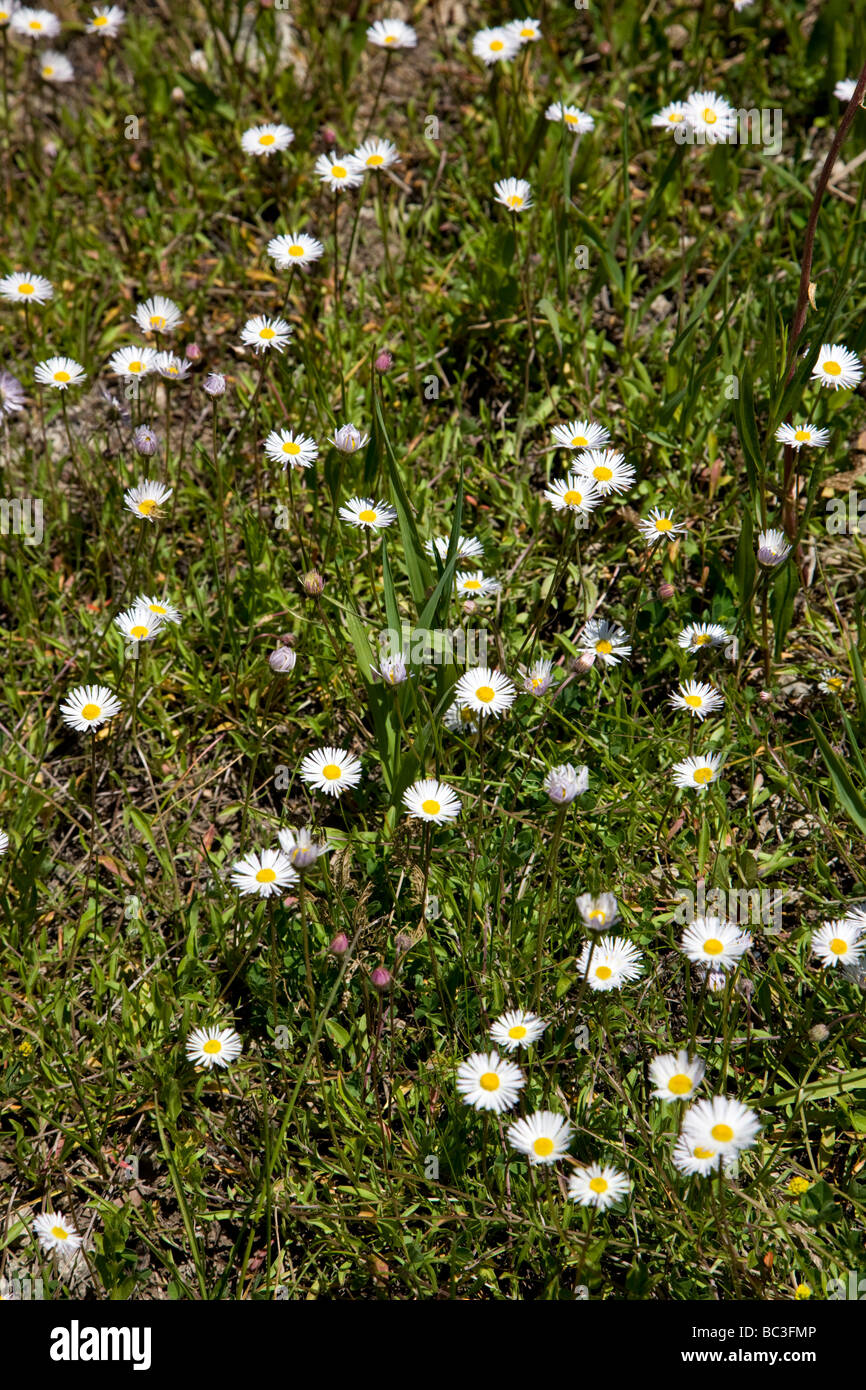 Daisy divergens Erigeron Girasol crecen cerca de la familia Asteraceae Kebler Pass Wilderness Raggeds Colorado, EE.UU. Foto de stock