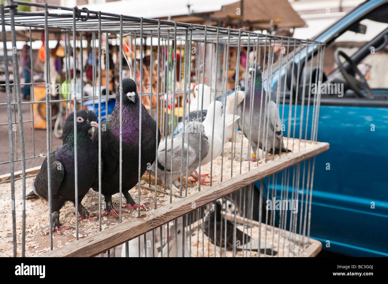 Palomas en una jaula para venta en un puesto en el mercado Noowemarkt  Fotografía de stock - Alamy