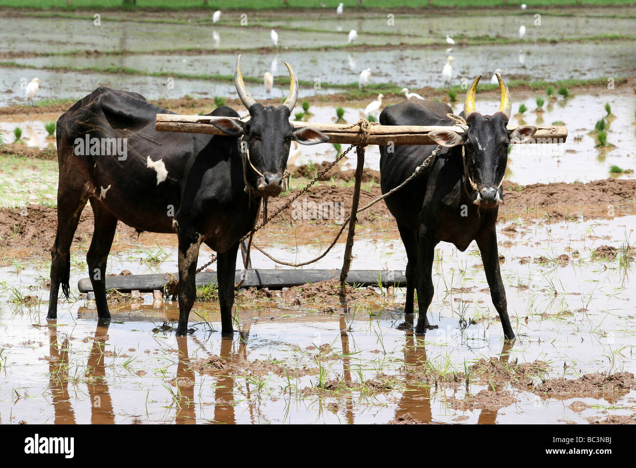 Indian ganado en arrozales, Kerala, India Foto de stock