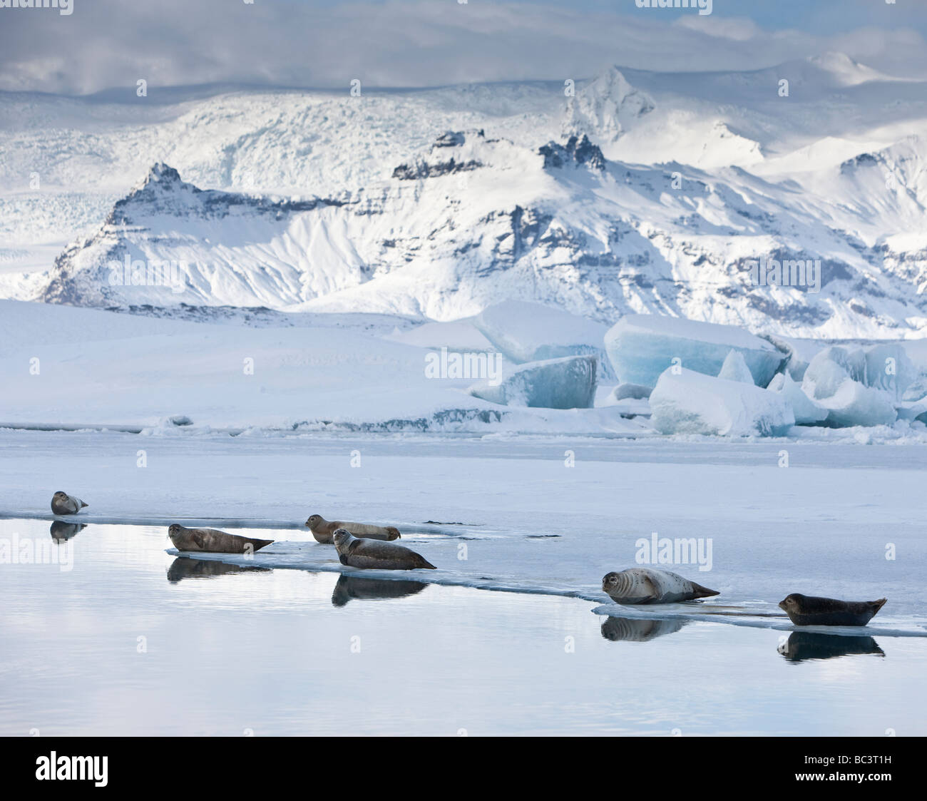 Juntas de tomar el sol en la Laguna glaciar Jokulsarlon, Glaciar Breidamerkurjokull sobre Vatnajokull casquete de hielo, Islandia oriental Foto de stock