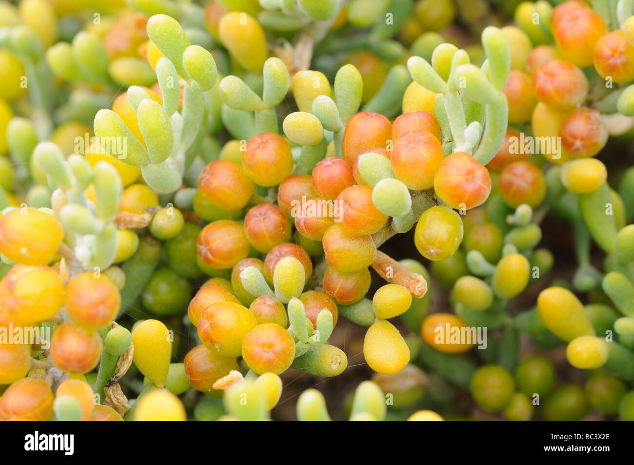 Primer plano de una planta suculenta en la Pradera Salada en Fuerteventura, ESPAÑA Foto de stock