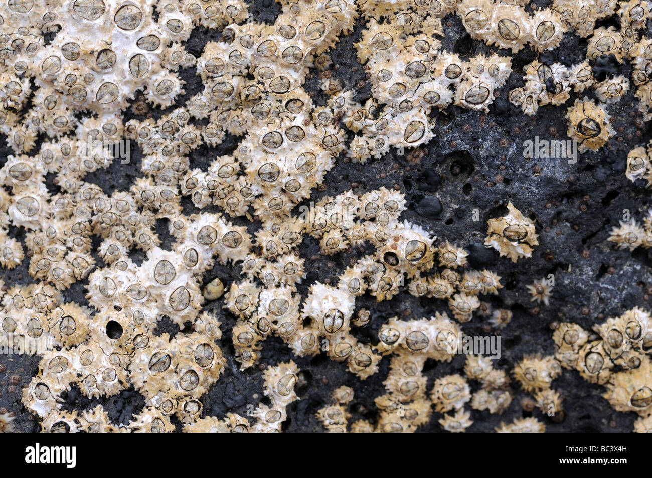Conchas fosilizadas en la costa de Fuerteventura, ESPAÑA Foto de stock