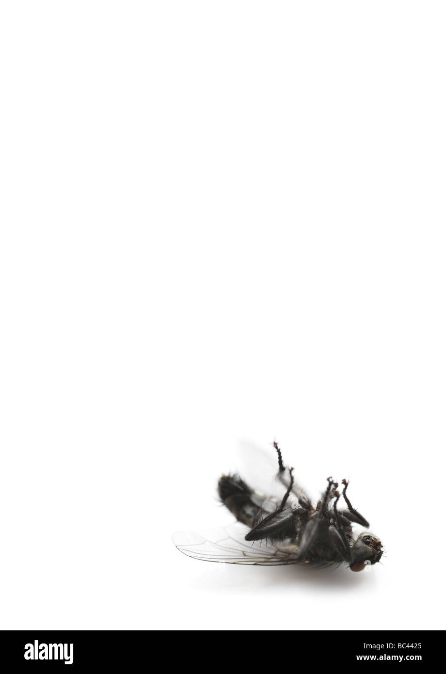 Muertos mosca común Foto de stock