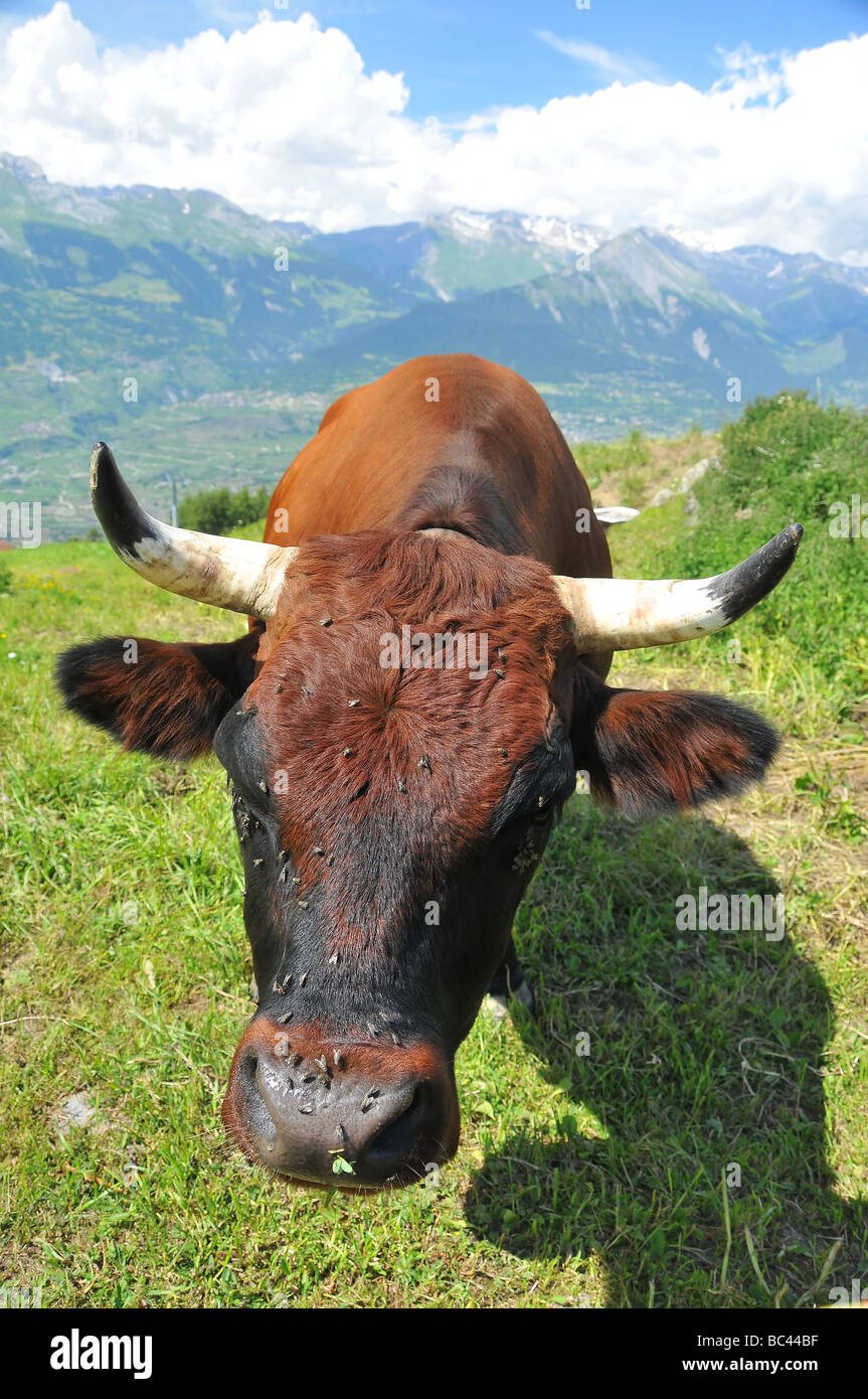 Una vaca marrón en una montaña el pastoreo de verano Foto de stock
