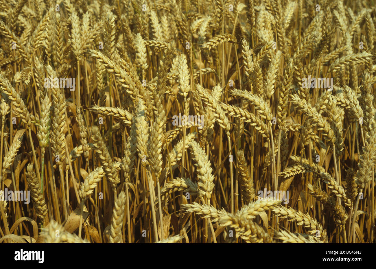Un cultivo maduro de trigo de invierno Foto de stock