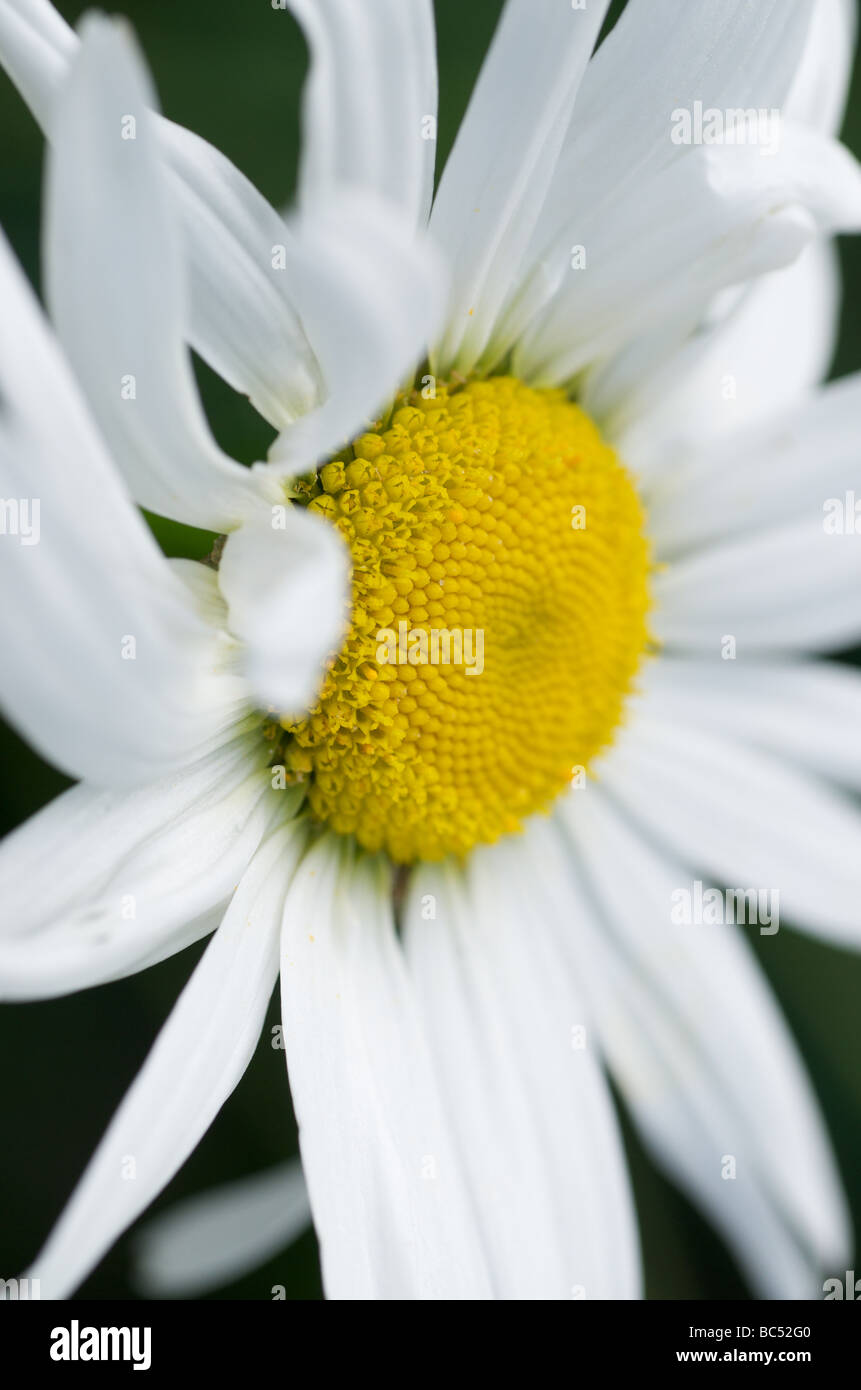 Un lado closeup, Macro de una flor Margarita Blanca y Amarilla Stamin Foto de stock