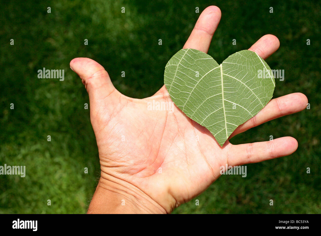 Concepto de Corazón Verde Foto de stock