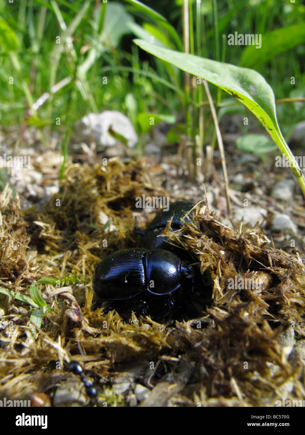 Los escarabajos dor (Geotrupes stercorarius o Anoplotrupes stercorosus) excavando en estiércol de caballo. Foto de stock