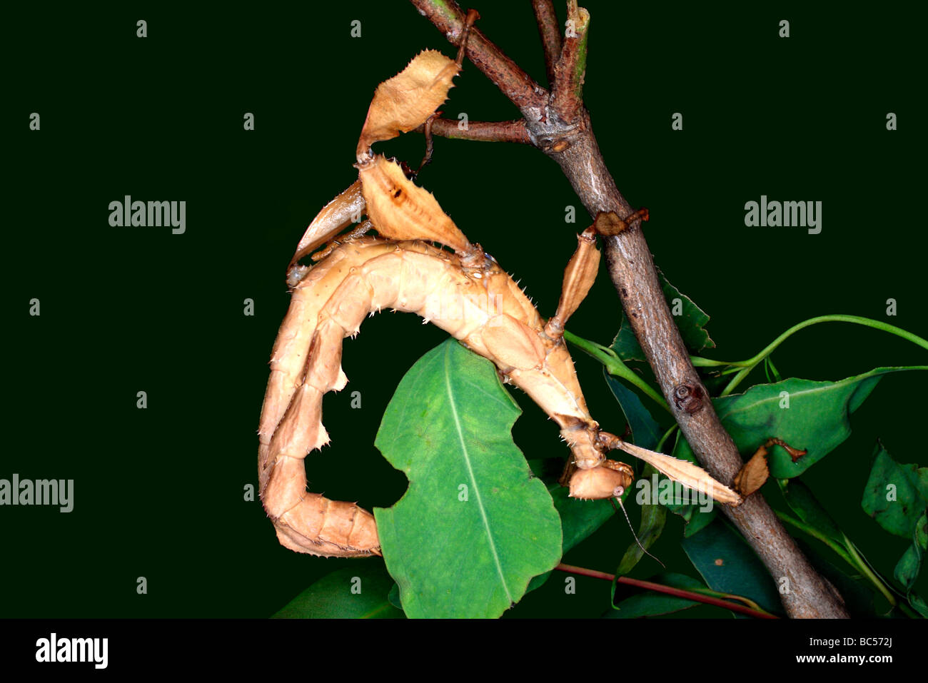 Hojas espinosas a menudo conocido como el insecto Insecto Palo espinoso, Extatosoma tiaratum. Australia Foto de stock