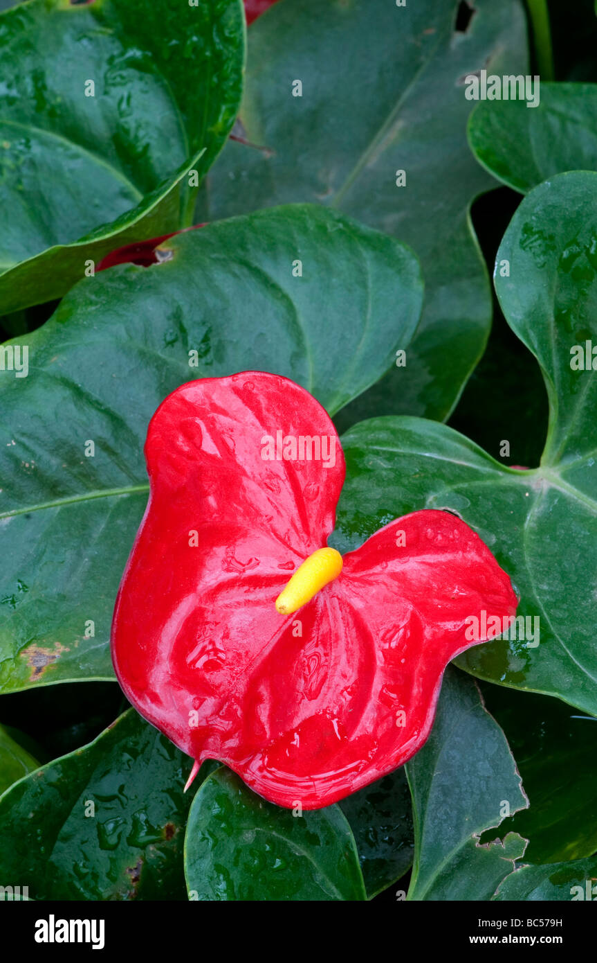 Hule flor: Anthurium sp Foto de stock