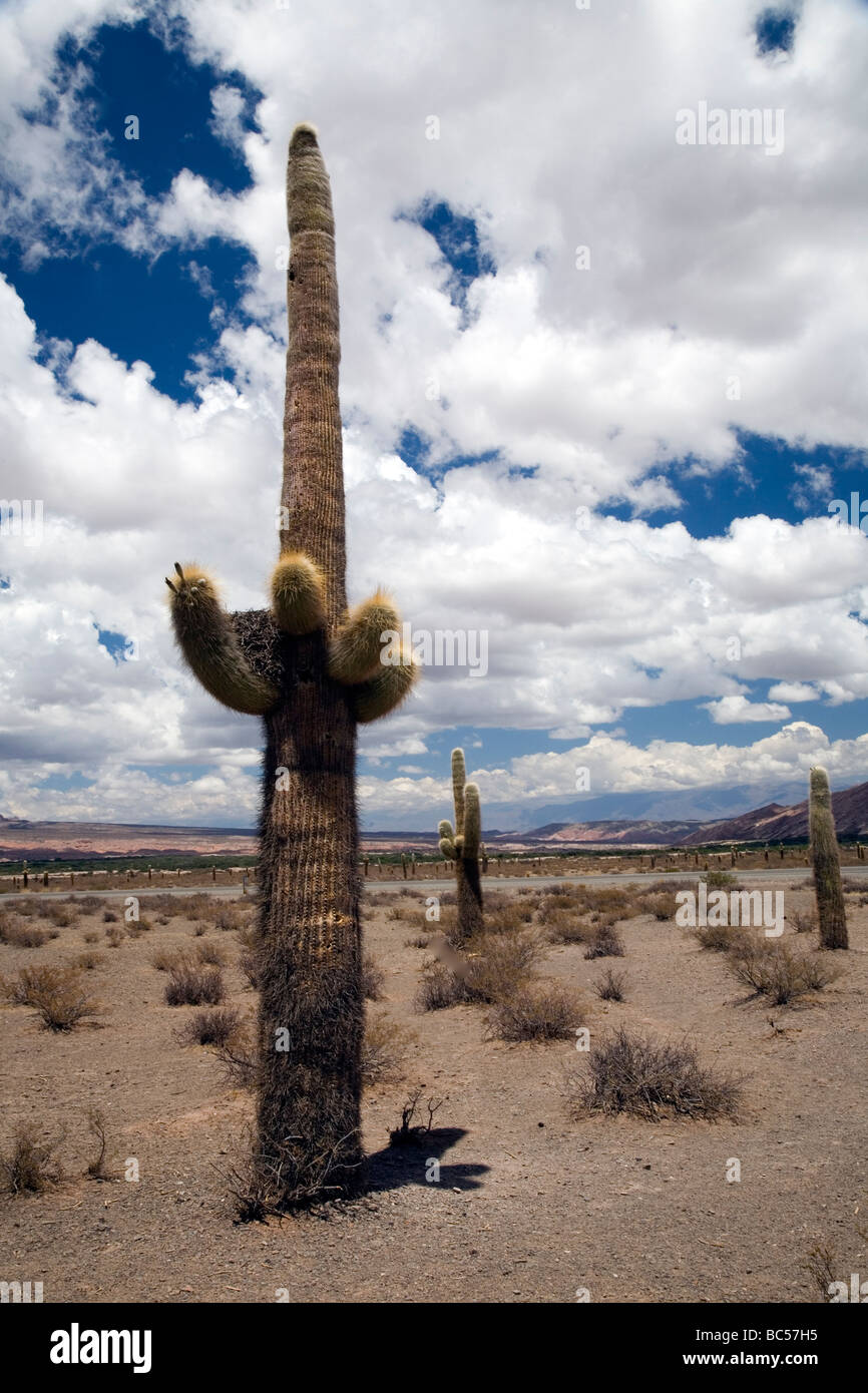 Cactus en el Parque Nacional Los Cardones, Argentina, con nidos de pájaros Foto de stock
