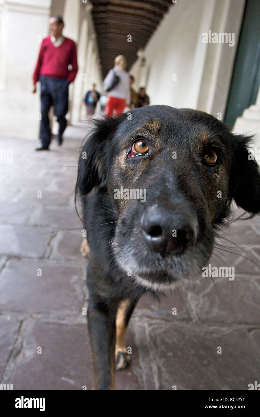 Retrato de un perro callejero en Salta, Argentina. Los perros callejeros  son un espectáculo común en la mayoría de ciudades argentinas Fotografía de  stock - Alamy