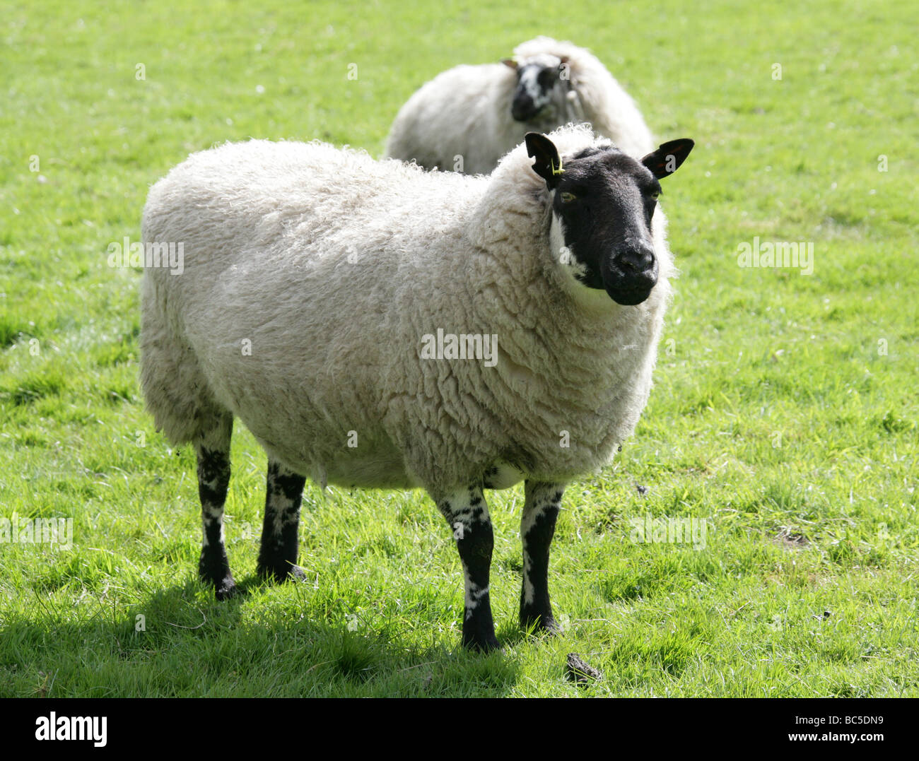 Beulah cara moteado, oveja de raza de ovejas domésticas, Ovis aries, Caprinae, Bovidae. Foto de stock