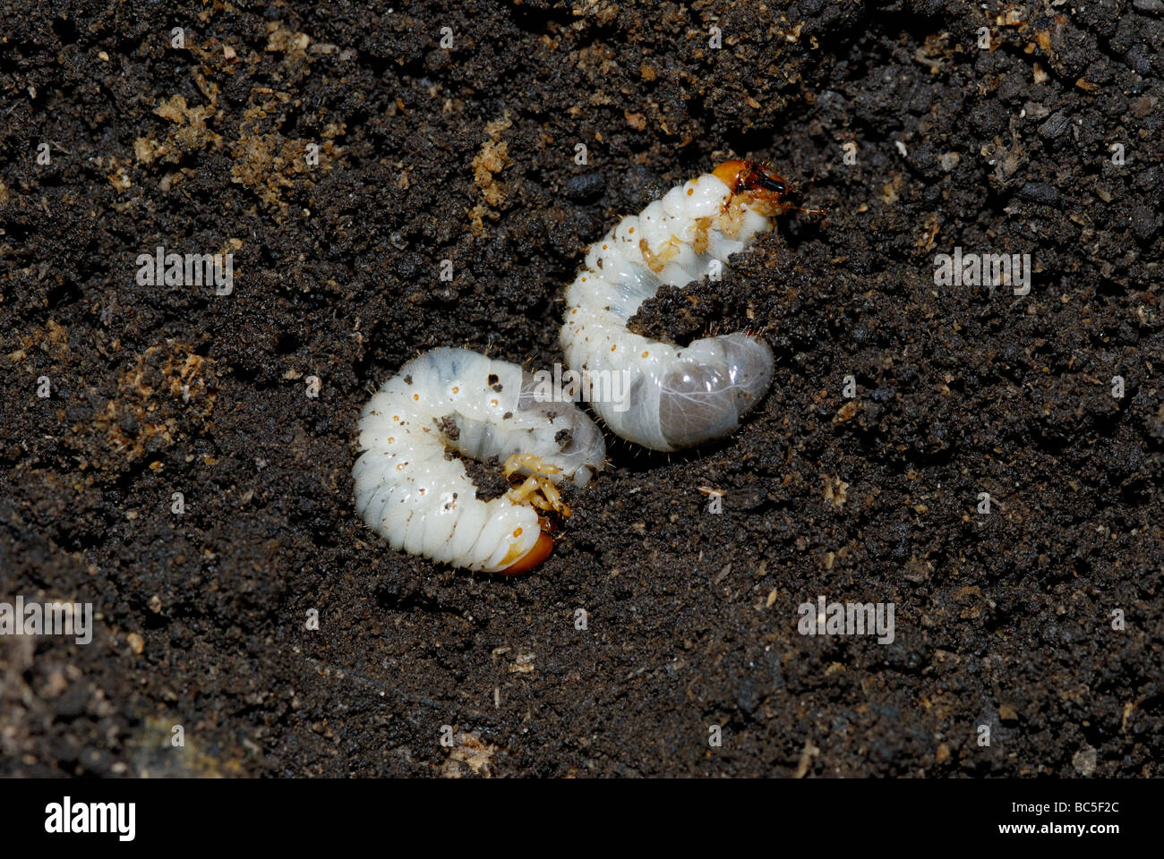 Las larvas de junio bug Phyllophaga sp en un árbol muerto en descomposición Foto de stock