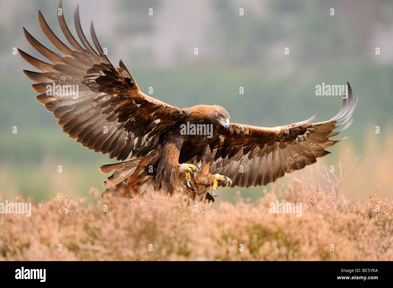 Águila Real Aquila chrysaetos acerca a la tierra alas garras extendidas Escocia cautiva Foto de stock