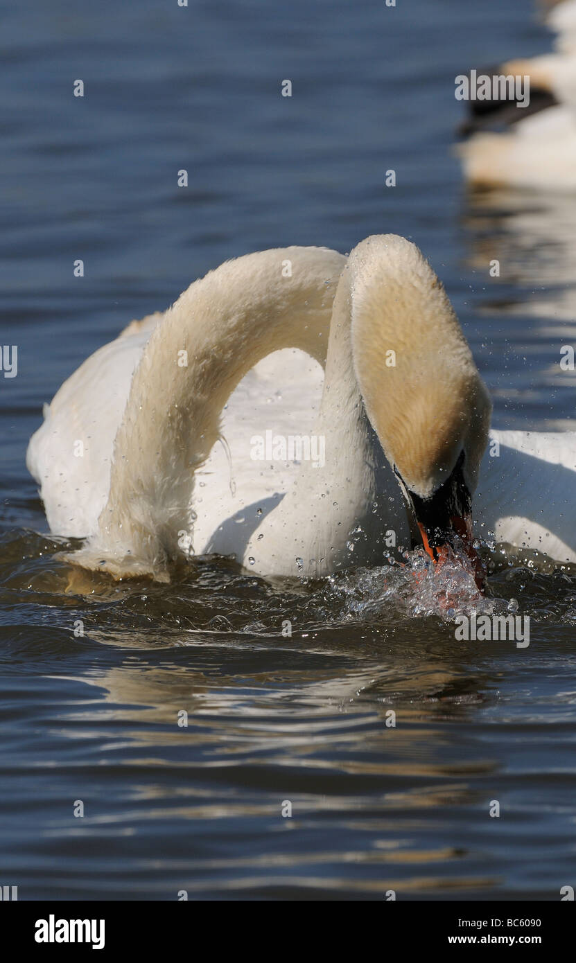 Cisne Cygnus olor dos adultos cuellos entrelazados comportamiento de cortejo Abbotsbury UK Foto de stock