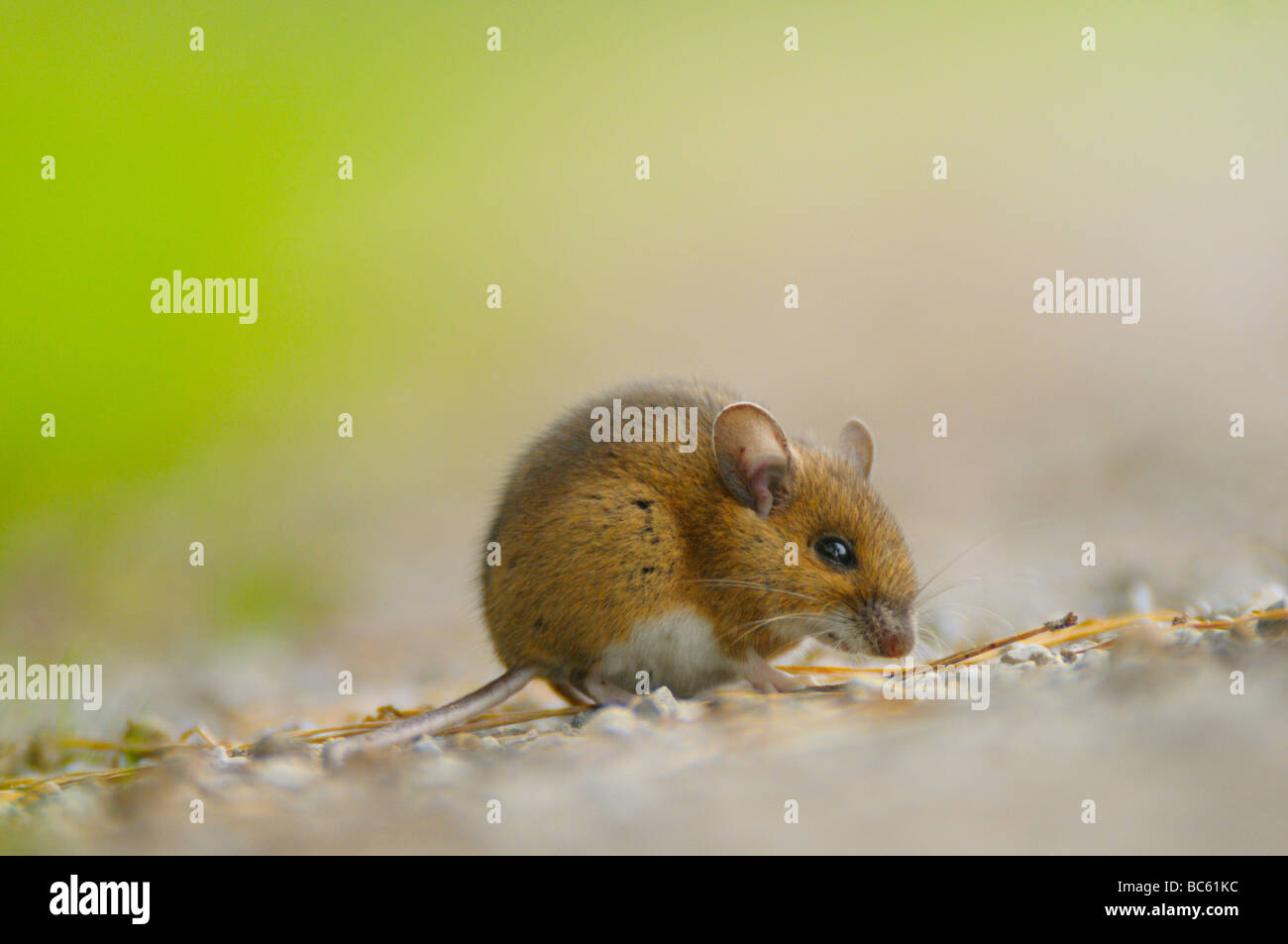 Close-up de madera ratón (Apodemus sylvaticus) forrajeando en campo, Baviera, Alemania Foto de stock