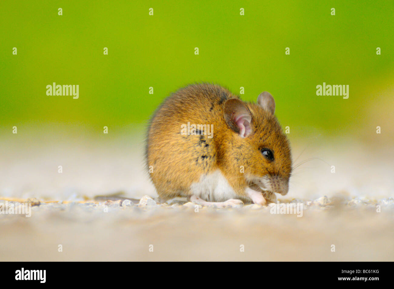 Close-up de madera ratón (Apodemus sylvaticus) forrajeando en campo, Baviera, Alemania Foto de stock