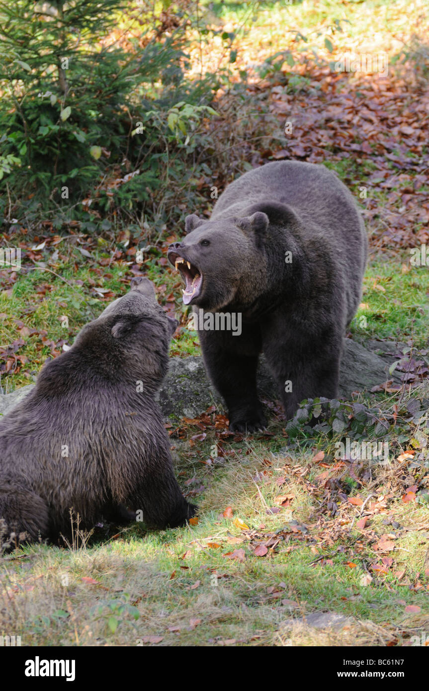 Dos osos pardos (Ursus arctos) luchando en el Bosque, Parque Nacional del Bosque Bávaro, Baviera, Alemania Foto de stock