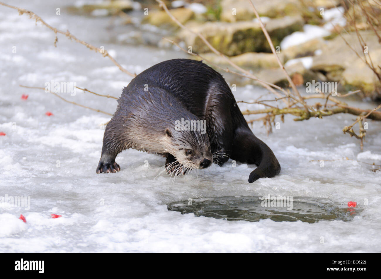 La nutria (Lutra lutra) en el río congelado, Baviera, Alemania Foto de stock
