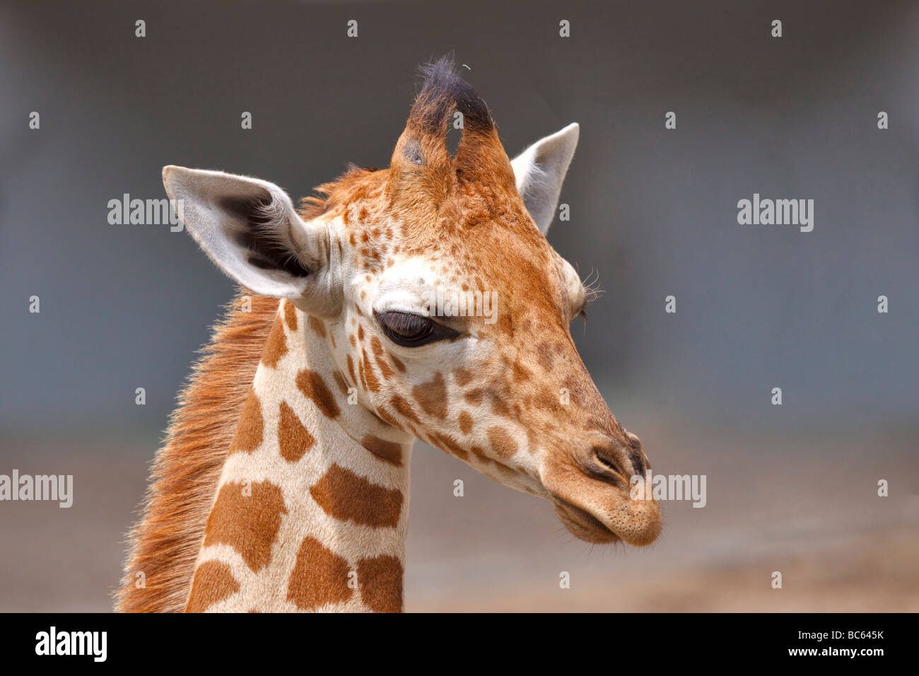 Bebé jirafas, Giraffa camelopardalis Foto de stock