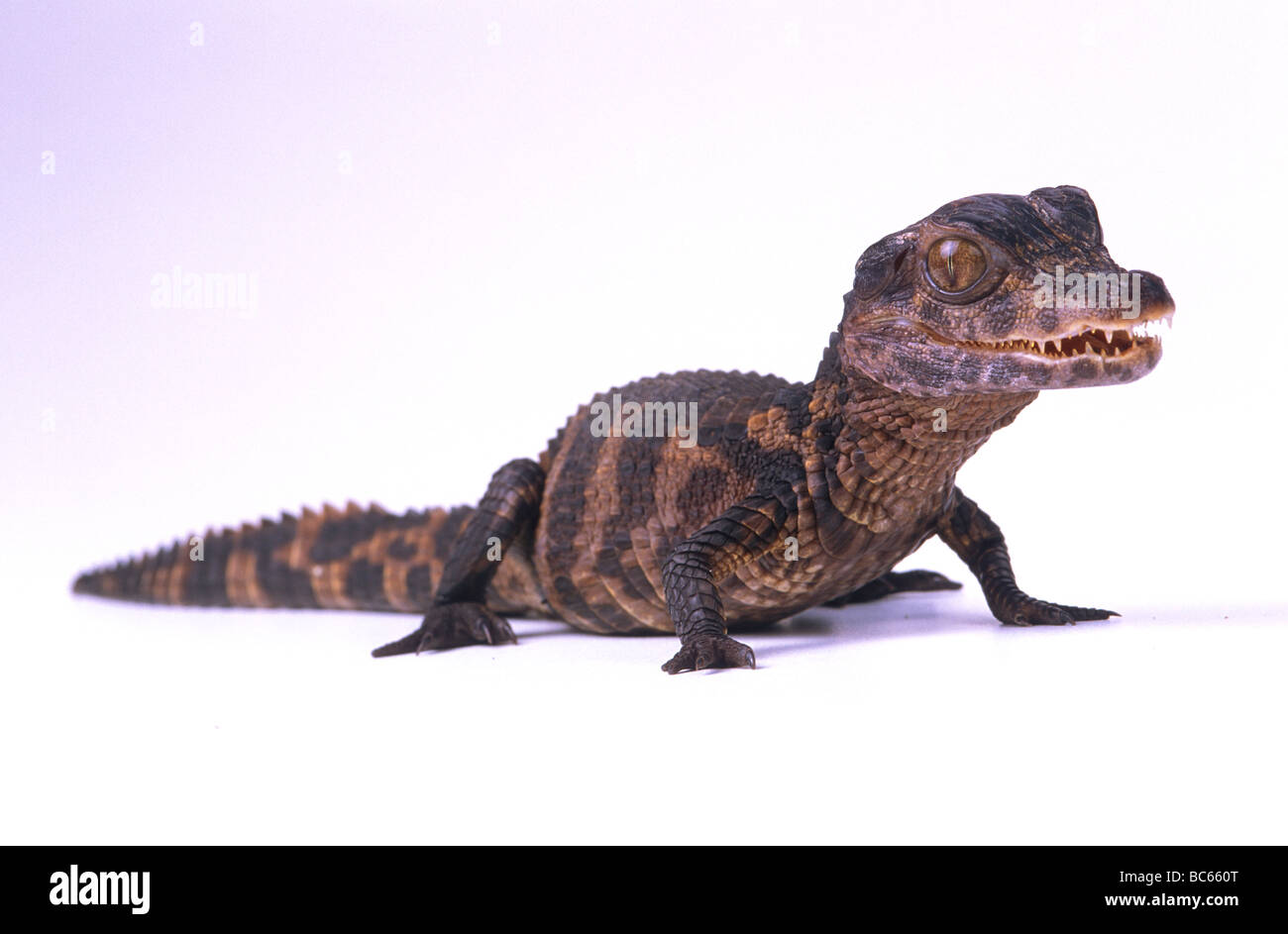 Juvenil, Paleosuchus palpebrosus Caimán enano Fotografía de stock - Alamy