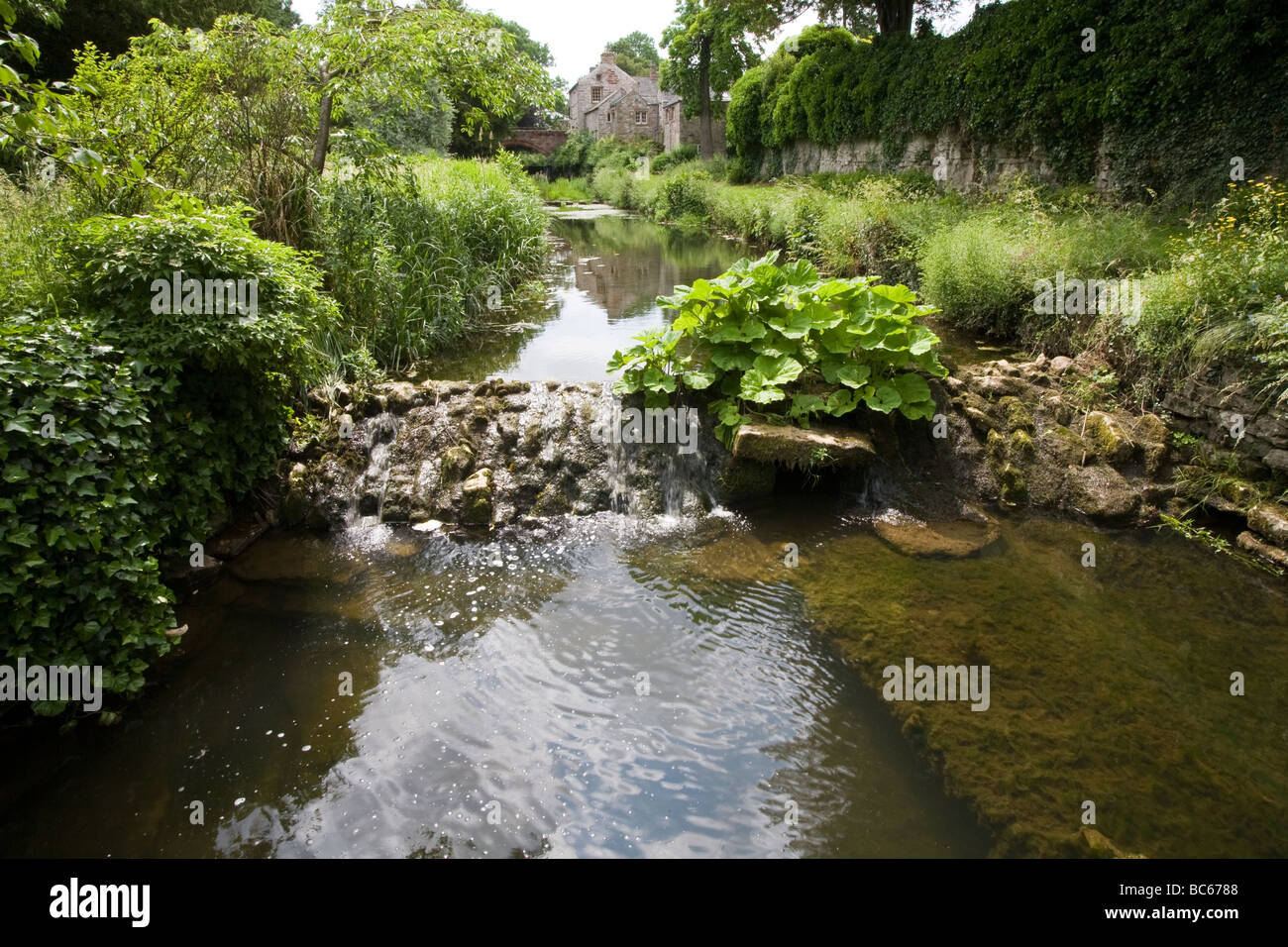 Vista a lo largo de stream bordeadas de árboles y arbustos y darmera peltata crece sobre una piedra en un azud English country garden UK Foto de stock