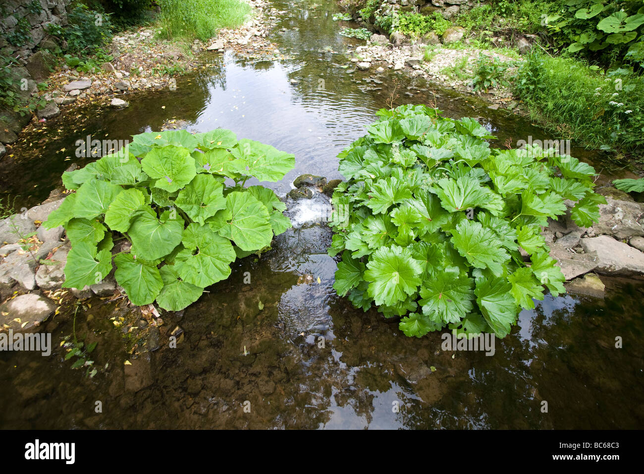 Arroyo con darmera peltata crecen sobre piedras. El agua llena de árboles y arbustos en un jardín campestre INGLÉS REINO UNIDO Foto de stock