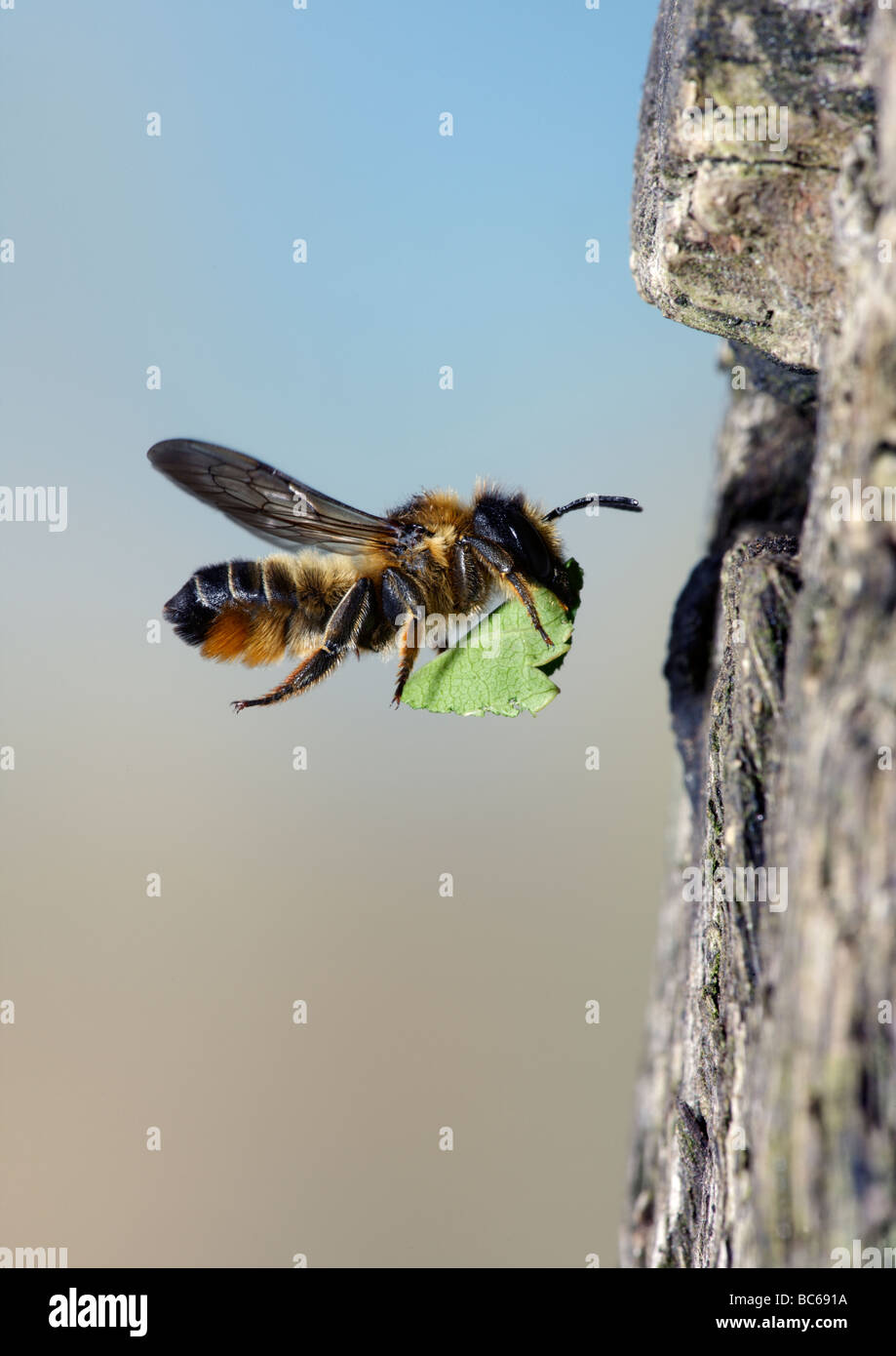 Megachile centuncularis abeja cortadora de hojas con hoja en vuelo Foto de stock