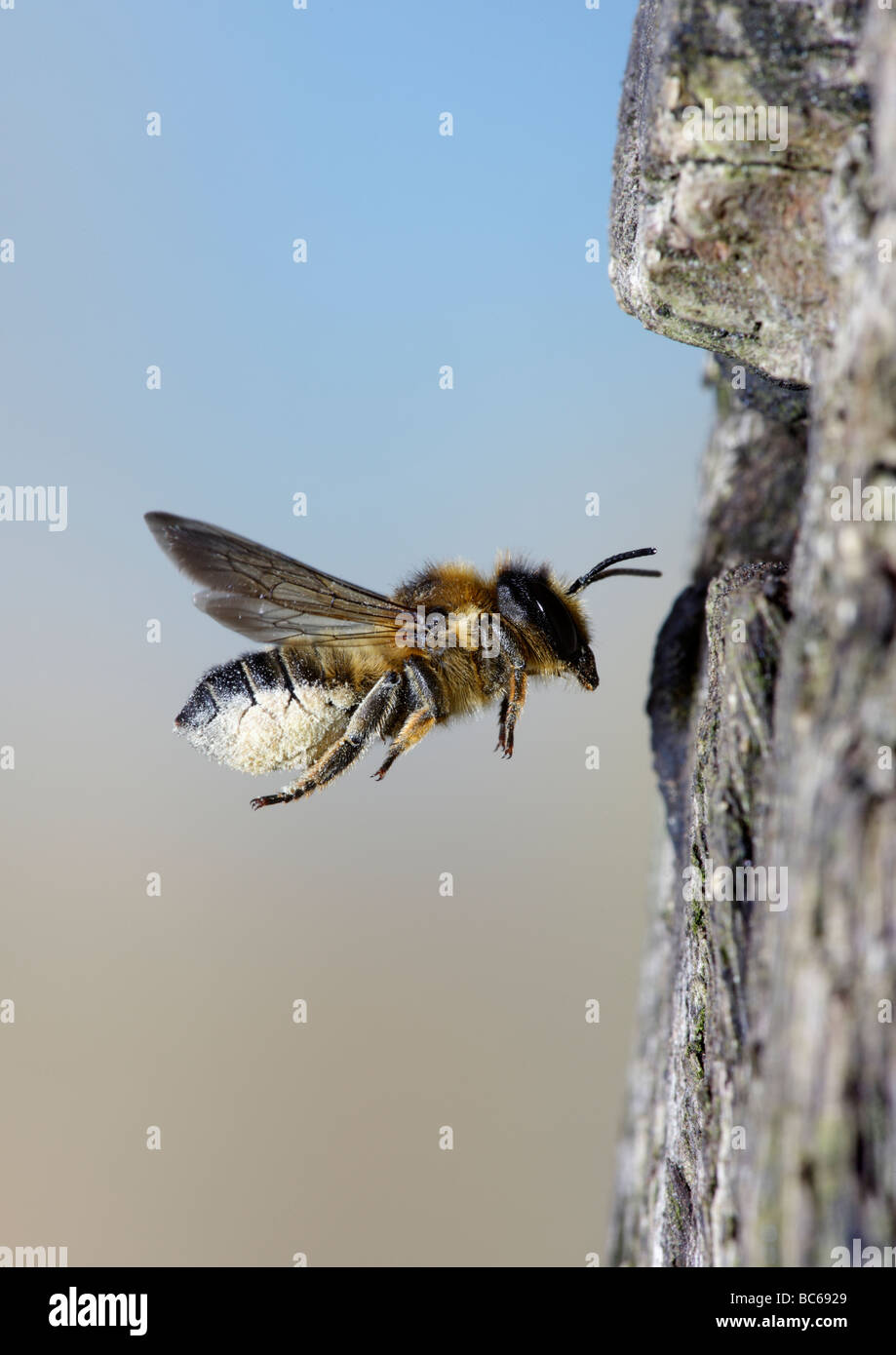 Megachile centuncularis abeja cortadora de hojas con scopae llena de polen en vuelo Foto de stock