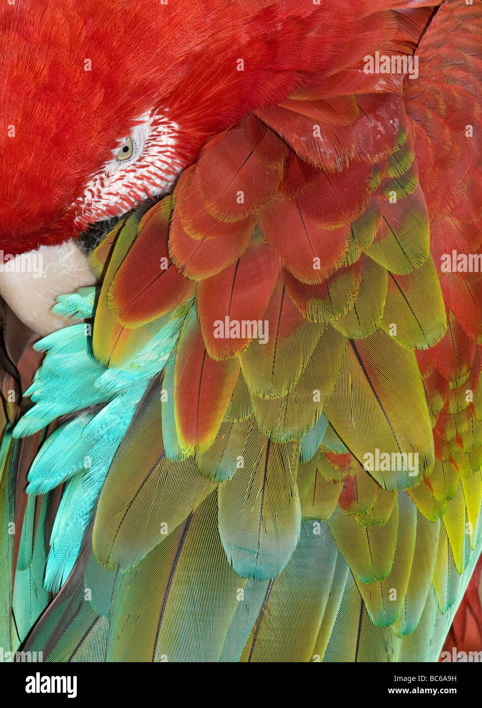Guacamayo Rojo y verde (Ara chloroptera) Dormir, detalle de plumas Foto de stock