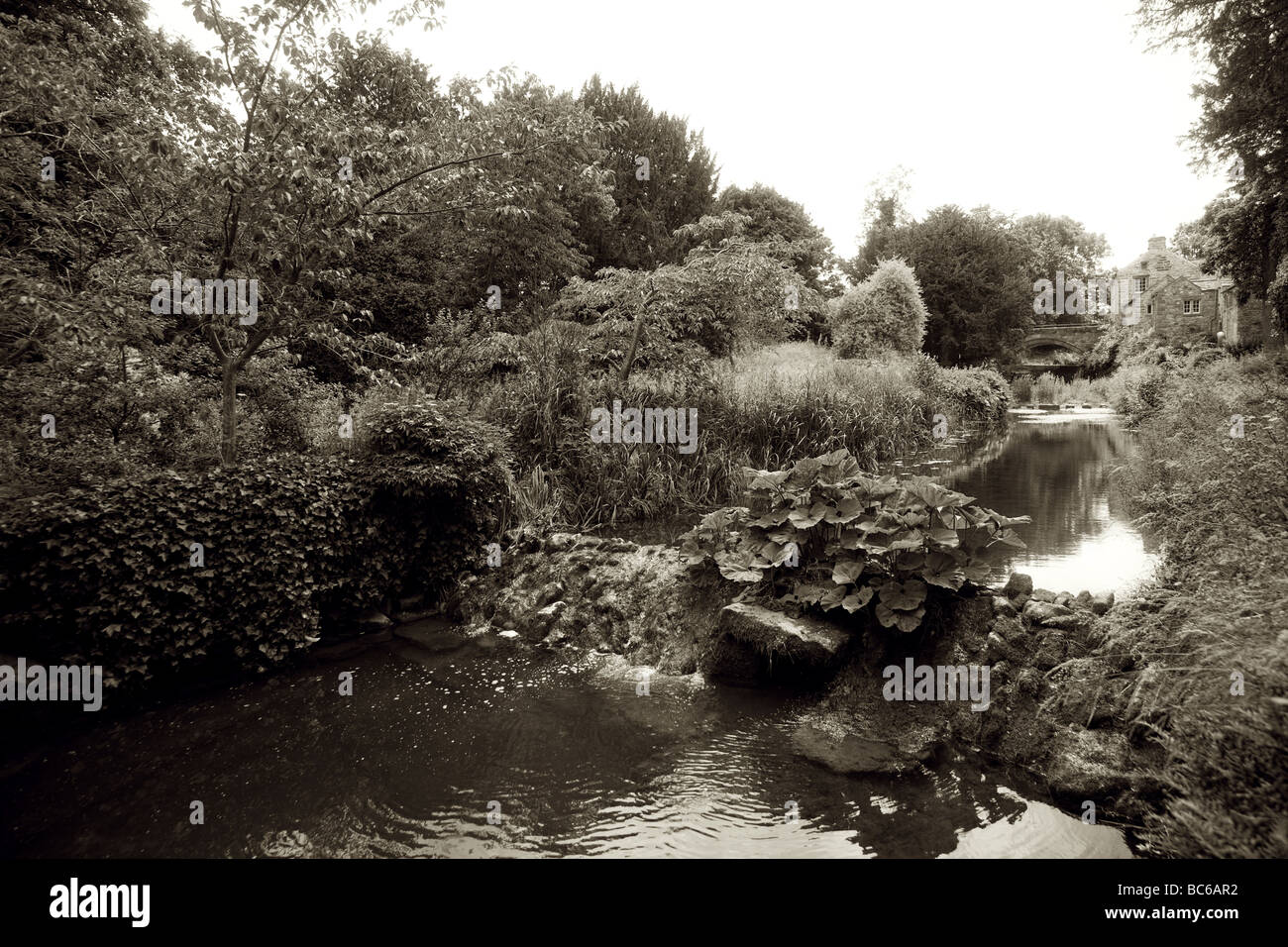 Sepia shot de stream bordeada por árboles y arbustos con darmera peltata crecen sobre piedras en un jardín campestre INGLÉS REINO UNIDO Foto de stock