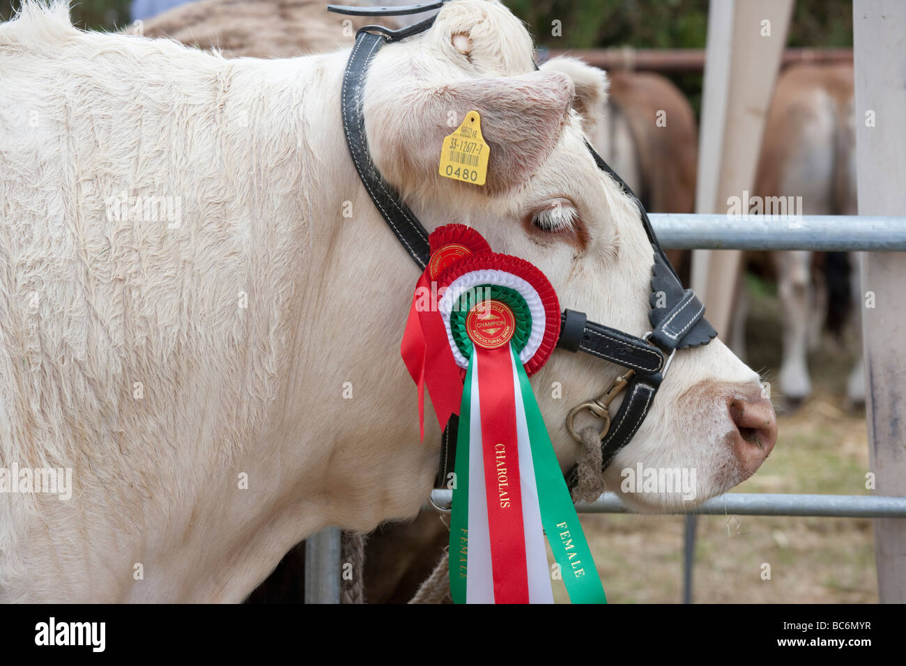 Ganador del premio vaca en show agrícola, Irlanda Foto de stock
