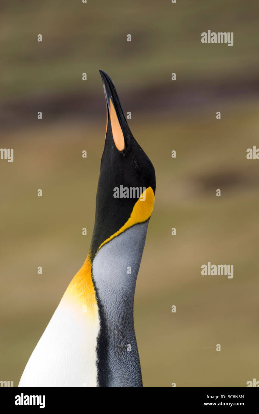 , Pingüino Rey aptenodytes patagonicus, mirando hacia arriba Foto de stock