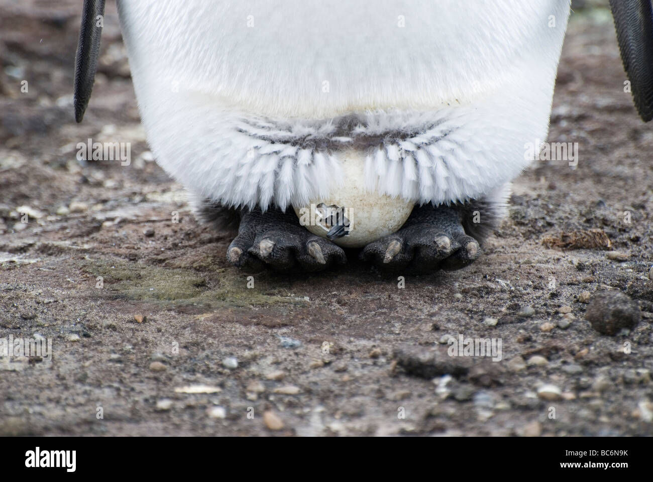 Pingüino Rey (Aptenodytes patagonicus, un polluelo de un huevo para incubar se incuba en sus pies del padre Foto de stock