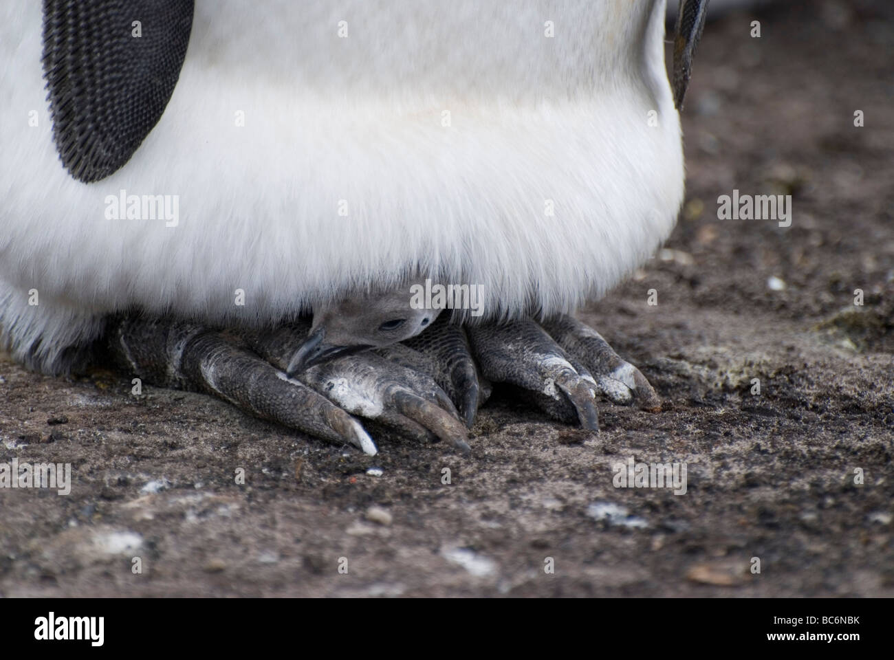 Pingüino Rey aptenodytes patagonicus, - una joven chica hatchling se incuba en su matriz pies bajo una trampilla feathery Foto de stock