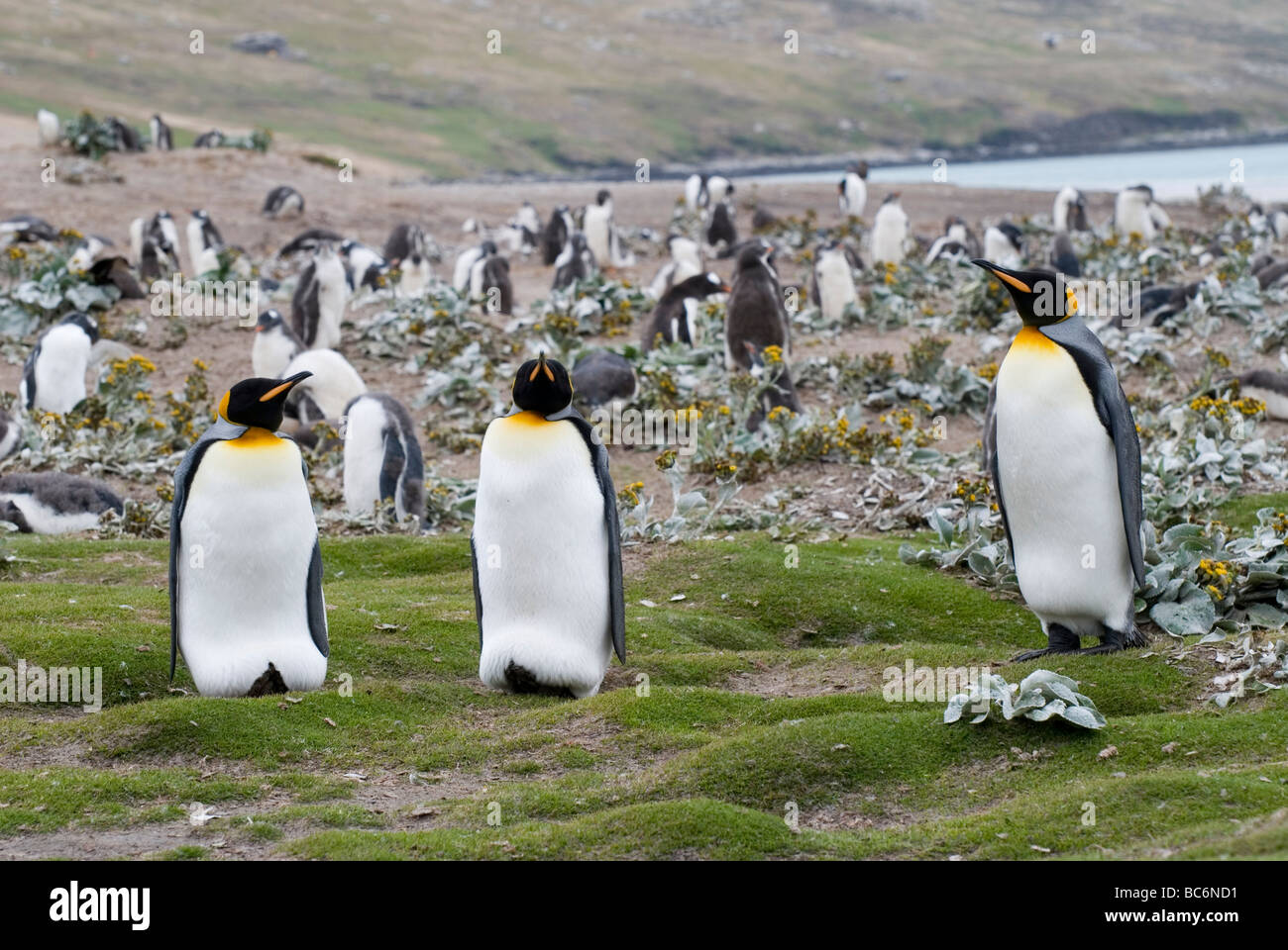 Colonia de Pingüinos rey, Aptenodytes patagonicus - adultos y polluelos - en la playa. Foto de stock