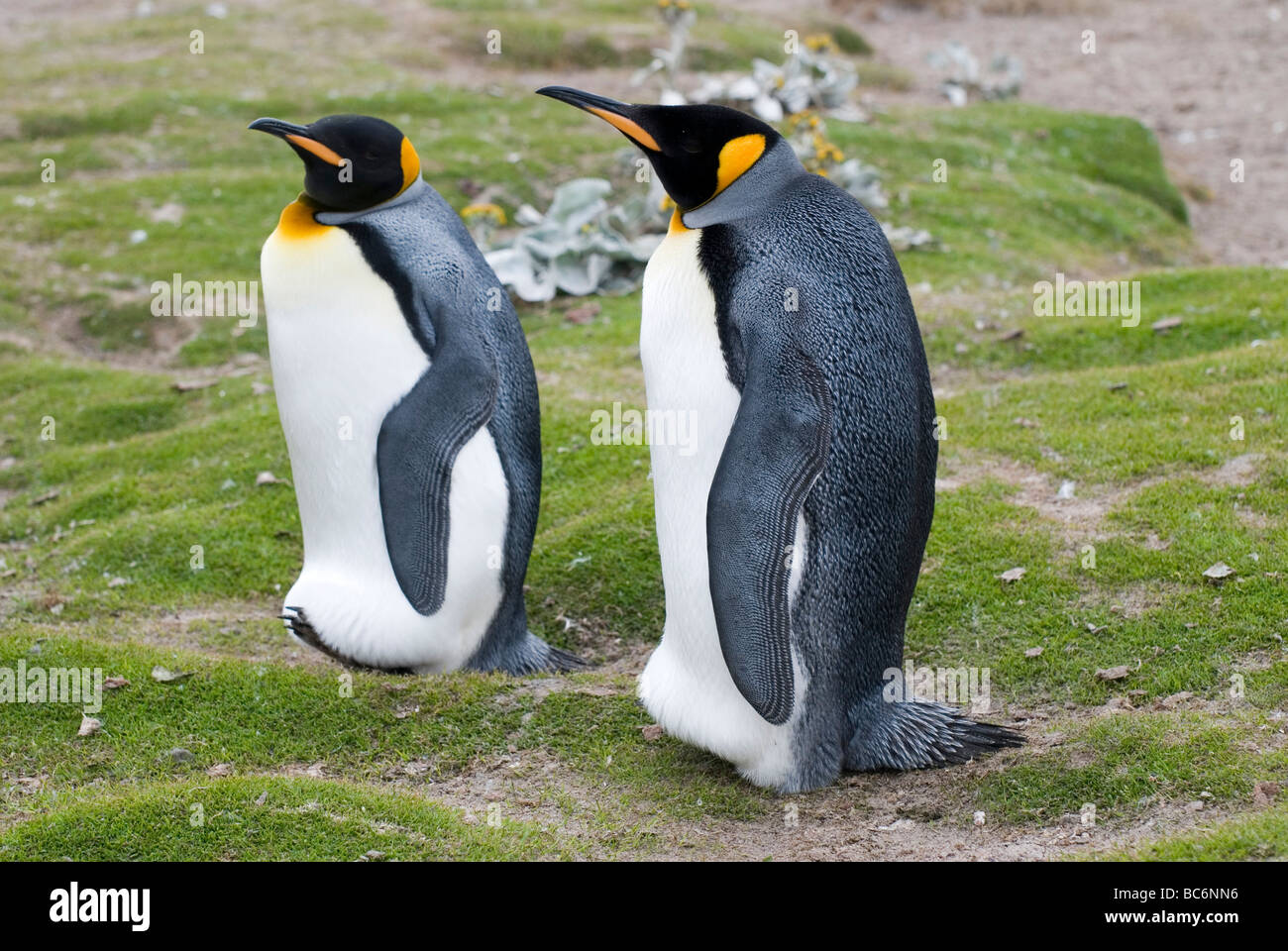Un par de Pingüinos rey, Aptenodytes patagonicus Foto de stock