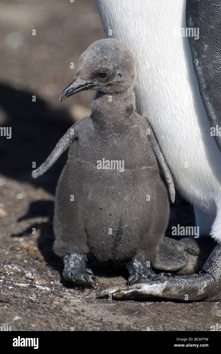 Pingüinos rey, Aptenodytes patagonicus - garbanzos en los pies de su padre Foto de stock