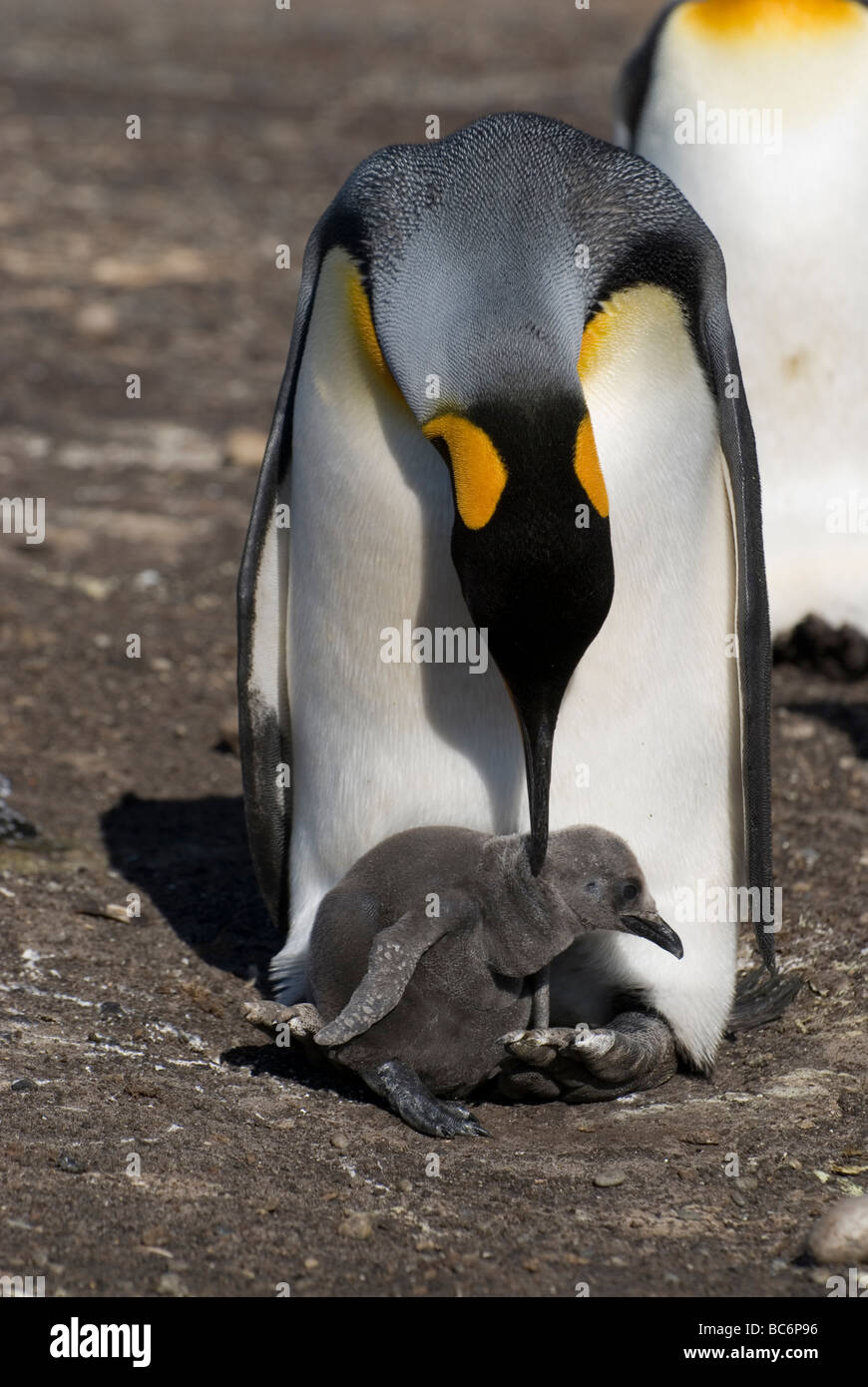 Pingüinos rey, Aptenodytes patagonicus - garbanzos en los pies de su padre que acicalarse las plumas del pollo Foto de stock
